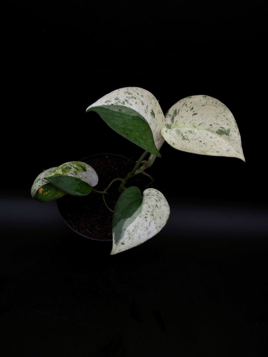 Scindapsus Jade Satin Marble