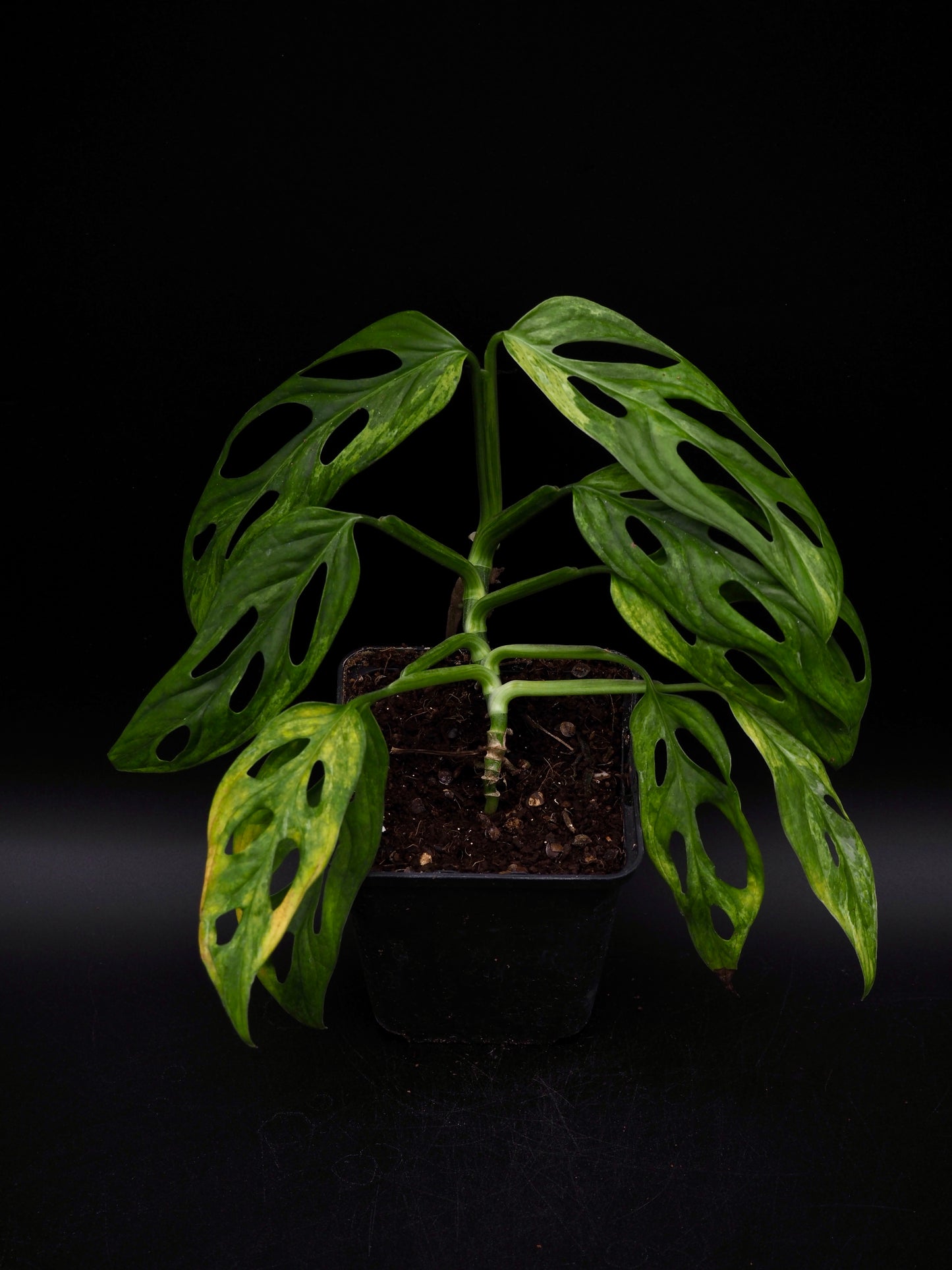 Monstera Adansonii Indonesian Marble