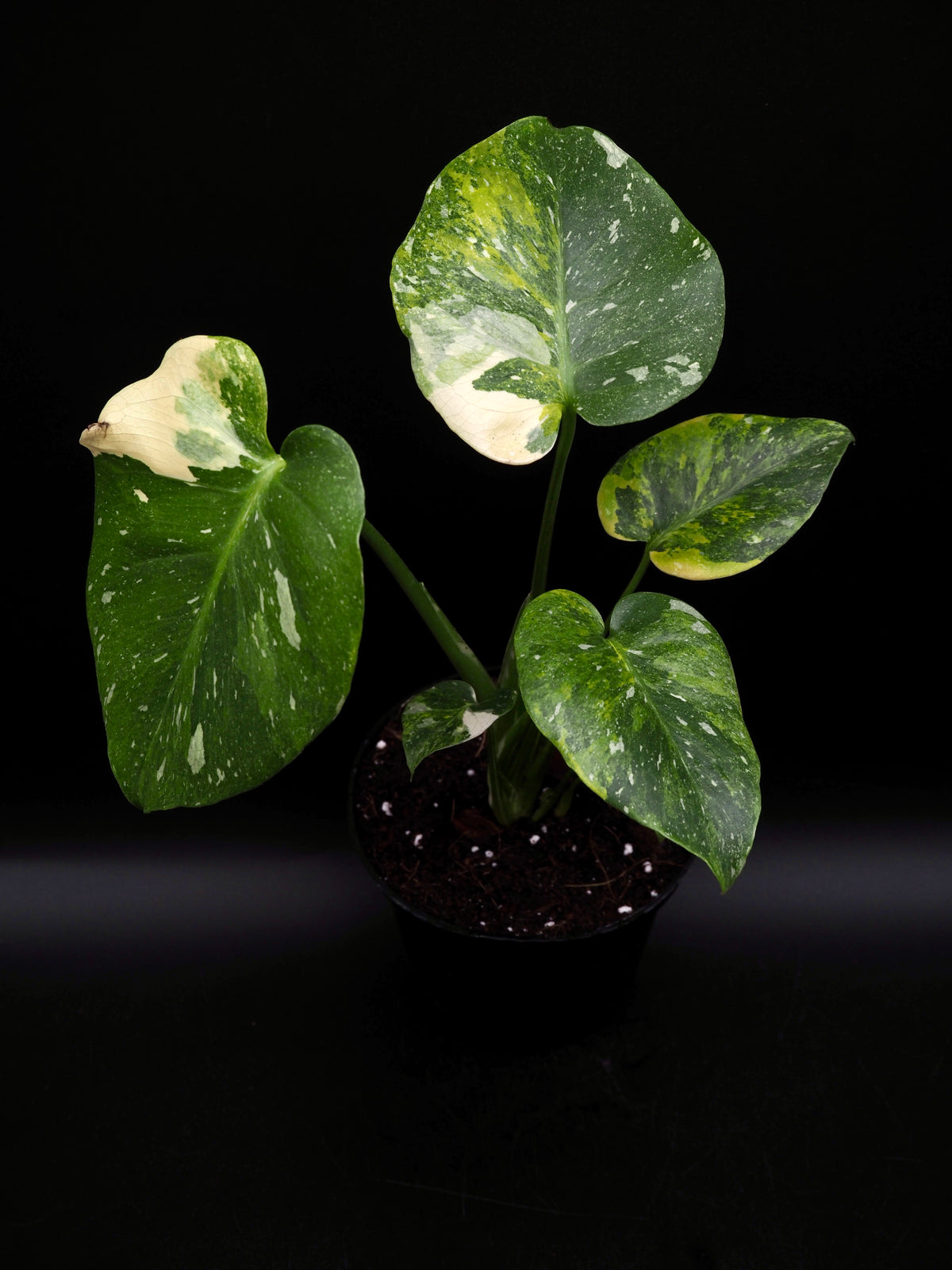 Monstera Thai Constellation Miracle Tricolor