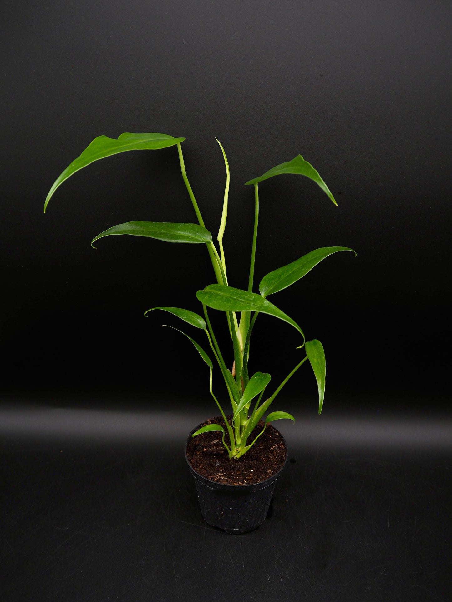 Monstera Burle Marx Flame