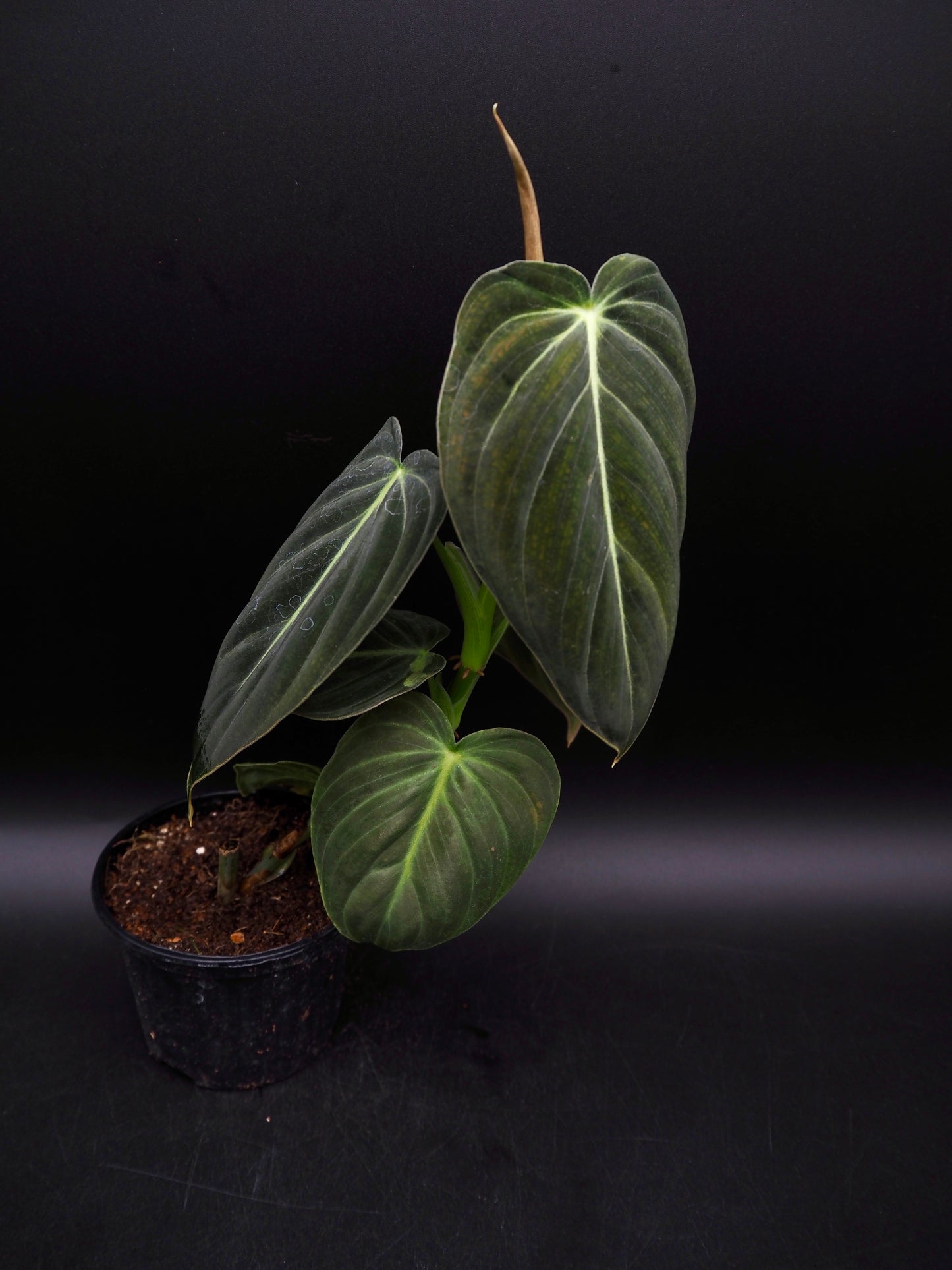Philodendron Melanochrysum