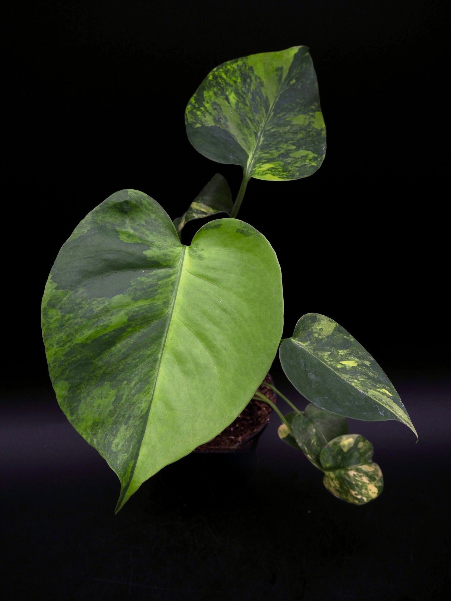 Monstera Yellow Marylin