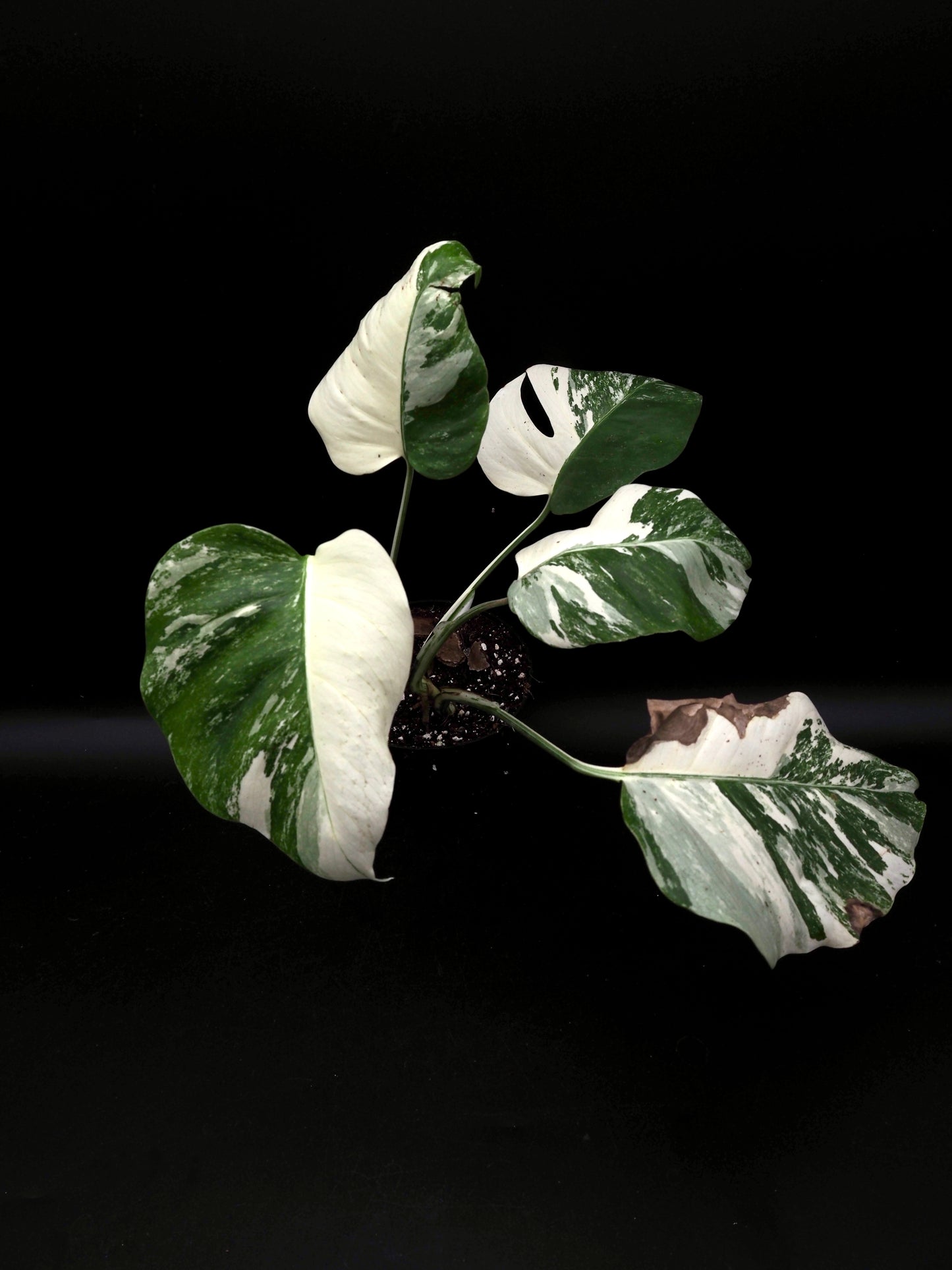 Monstera Borsigiana Albo Variegata