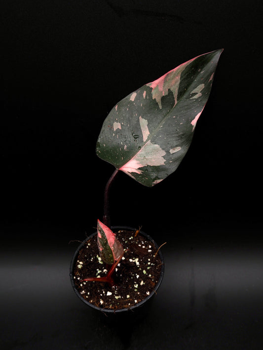 Philodendron Rose Princesse Galaxie