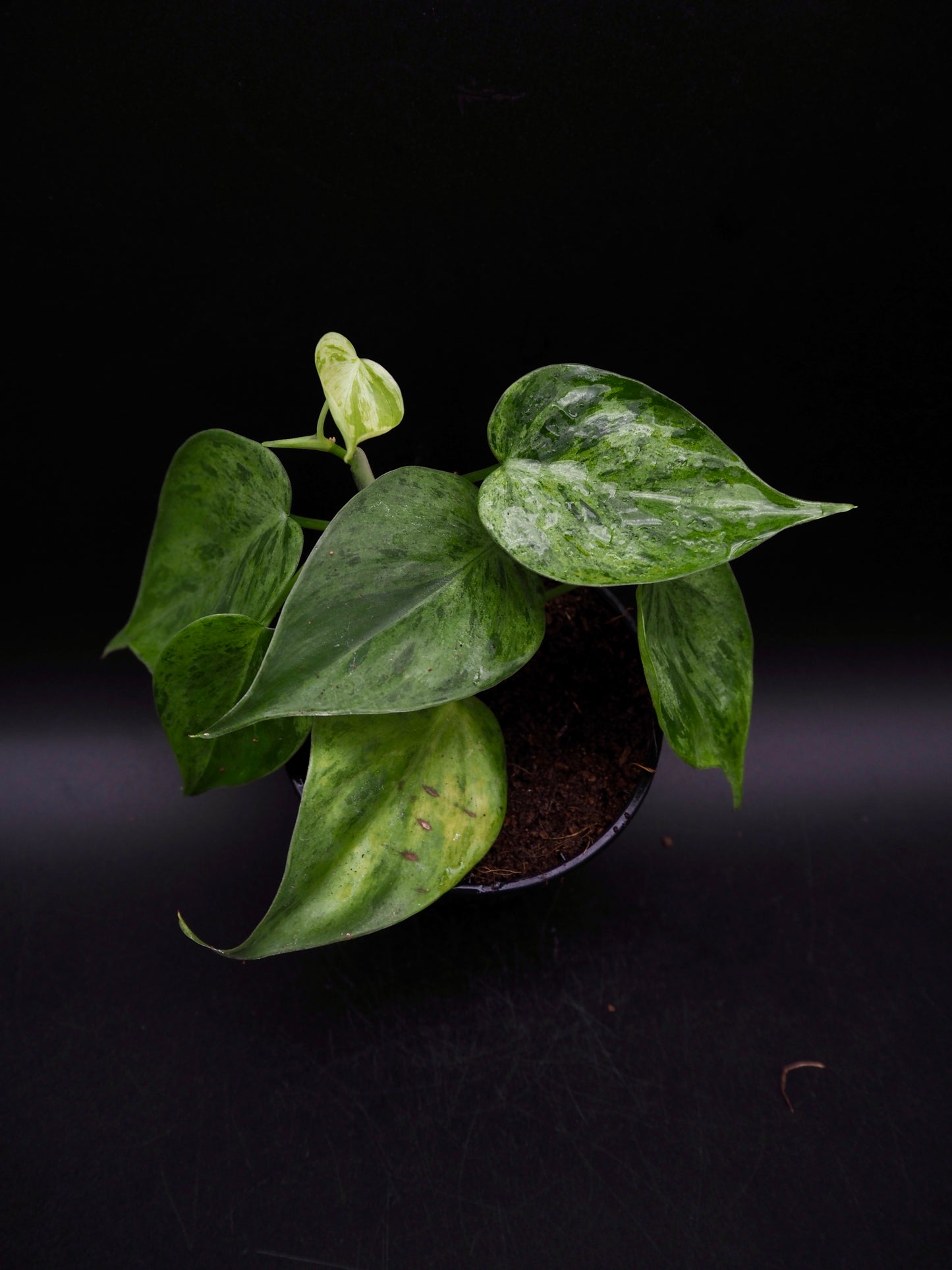 Philodendron Hederaceum Oxycardium Variegata