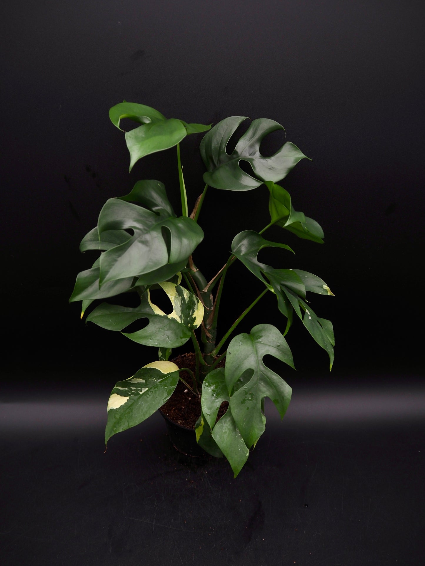 Rhaphidophora Tetrasperma Variegata