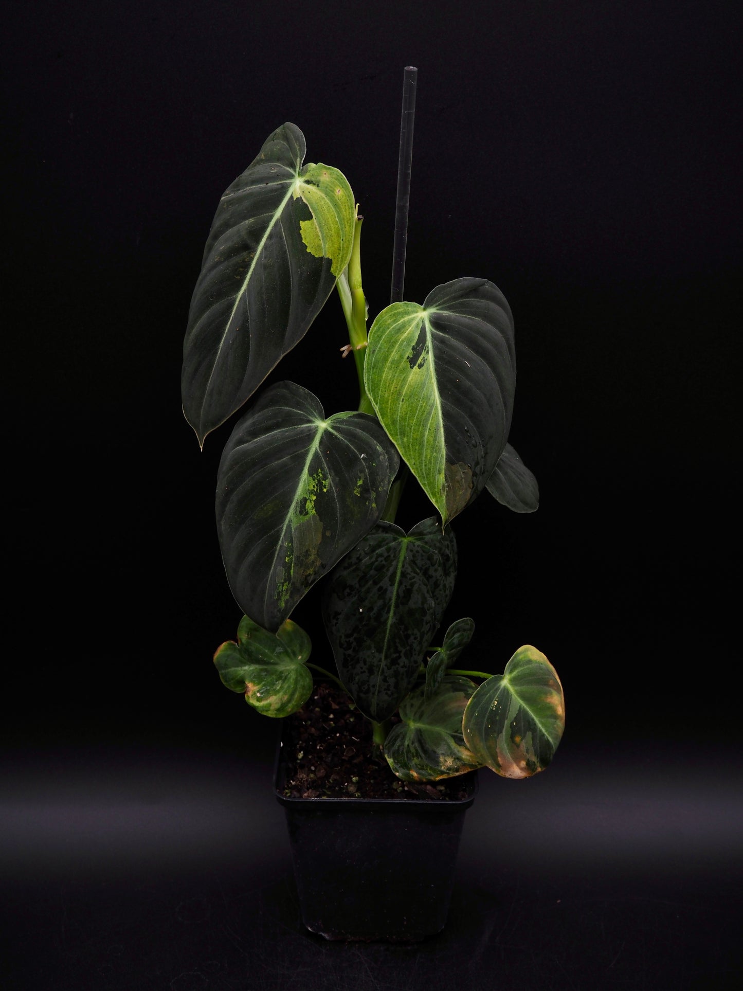 Philodendron Melanochrysum Variegata