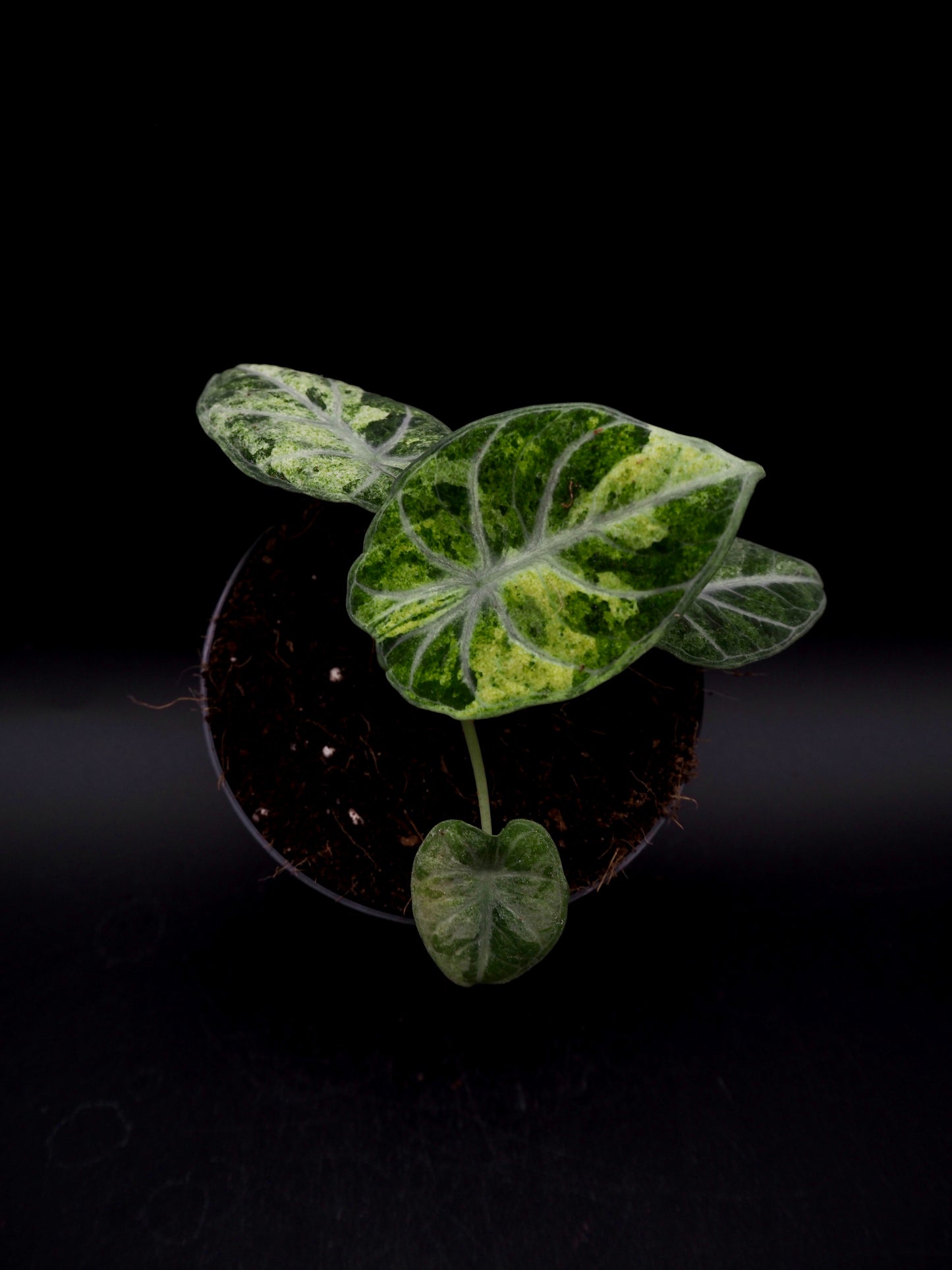 Alocasia Ninja Tricolor