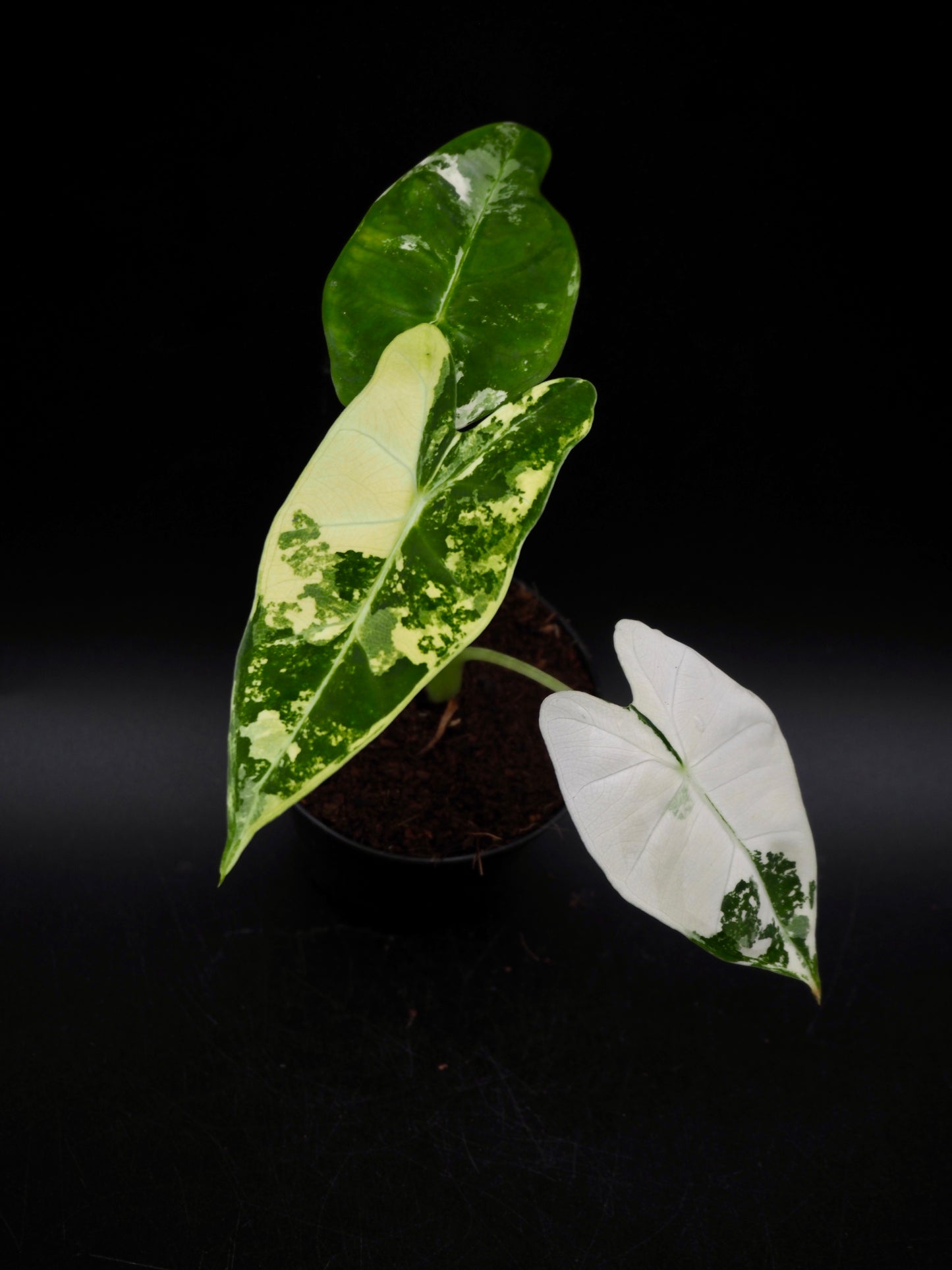 Alocasia Frydek Variegata