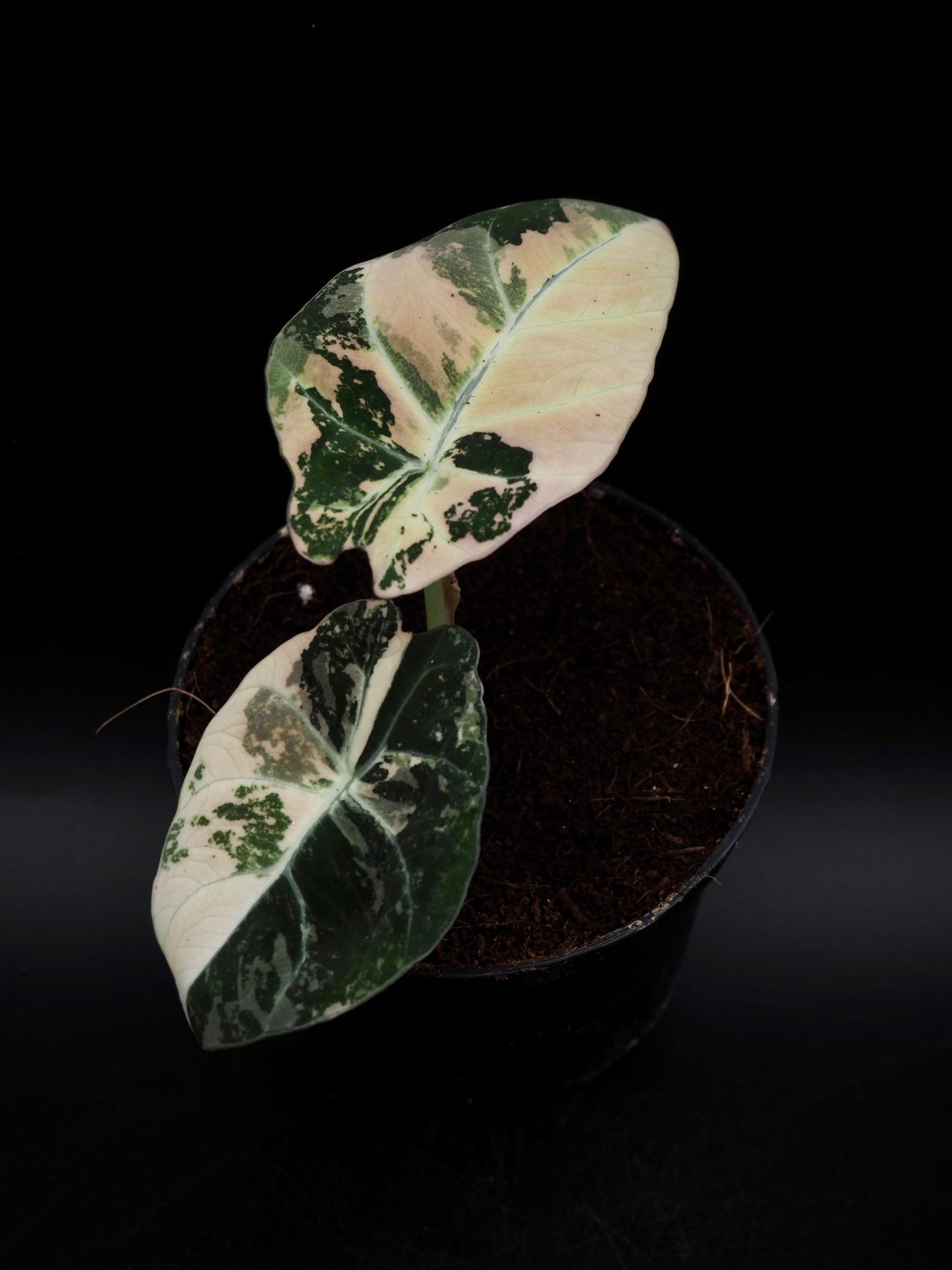 Alocasia Black Velvet Pink
