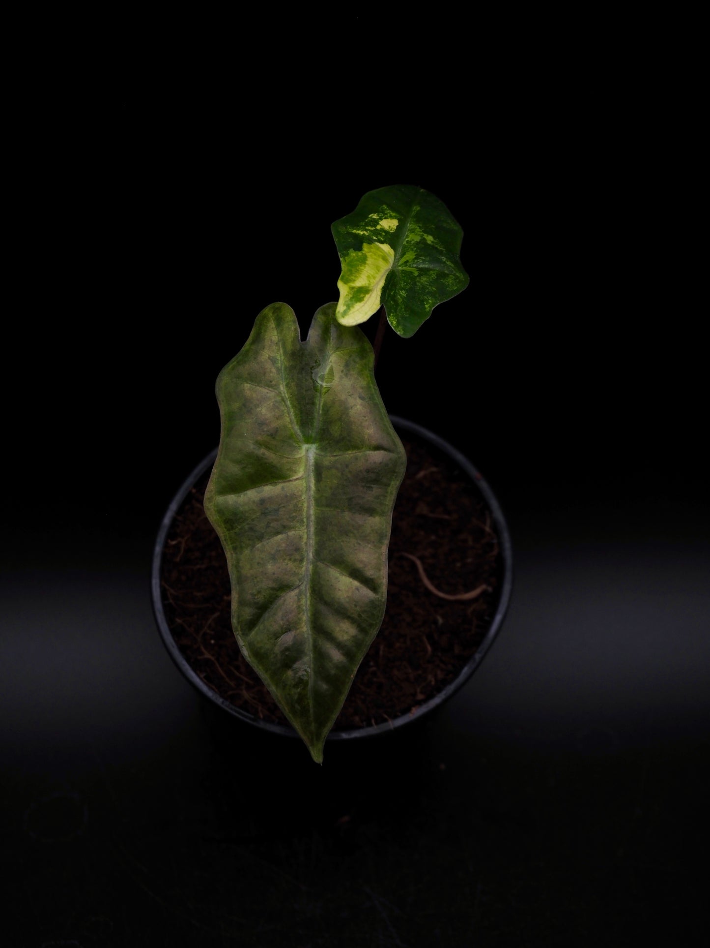 Alocasia Pseudo Sanderian Aurea Variegata