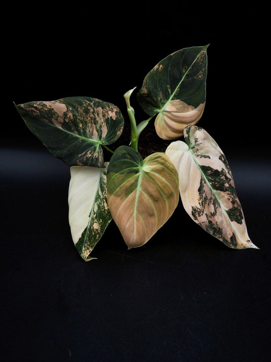 Philodendron Melanochrysum Bonfire