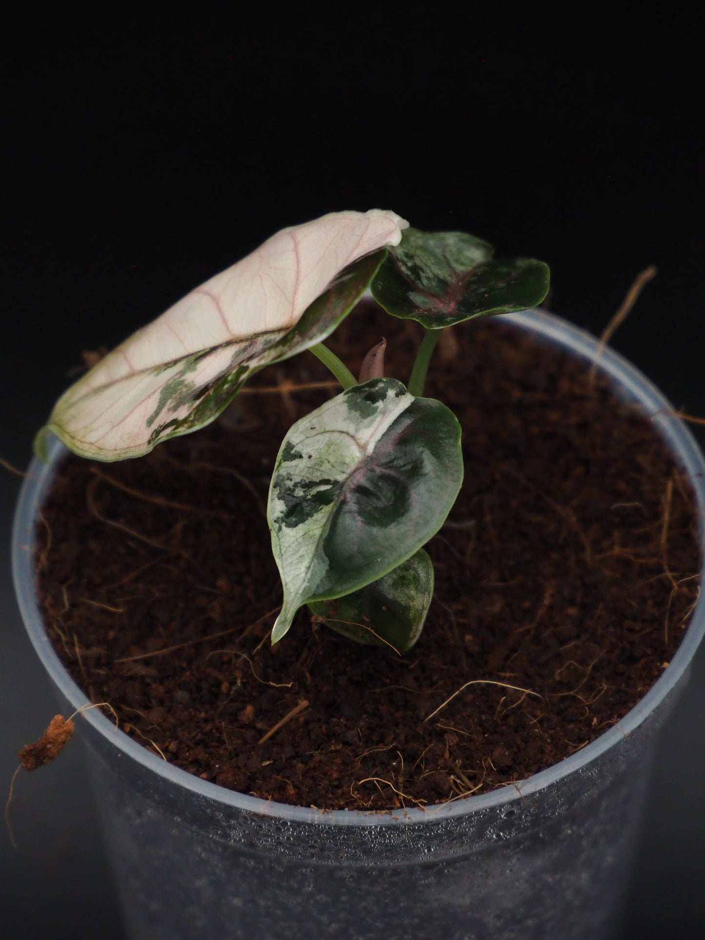 Alocasia Azlanii Pink