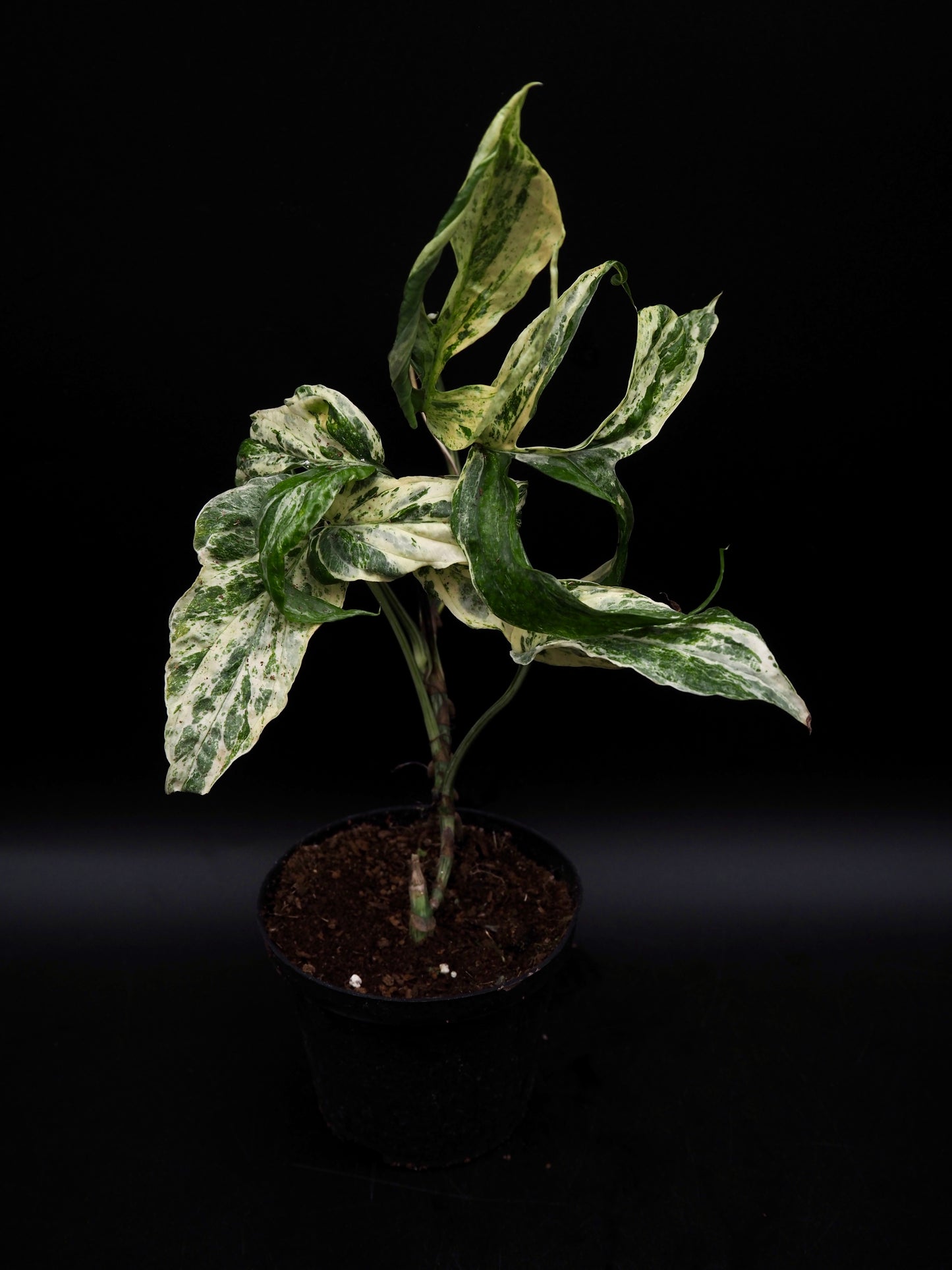 Amydrium Zippelianum Variegata
