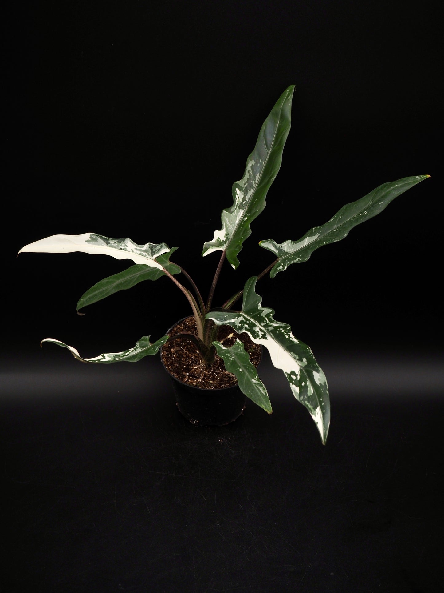Alocasia Lauterbachiana Albo Variegata
