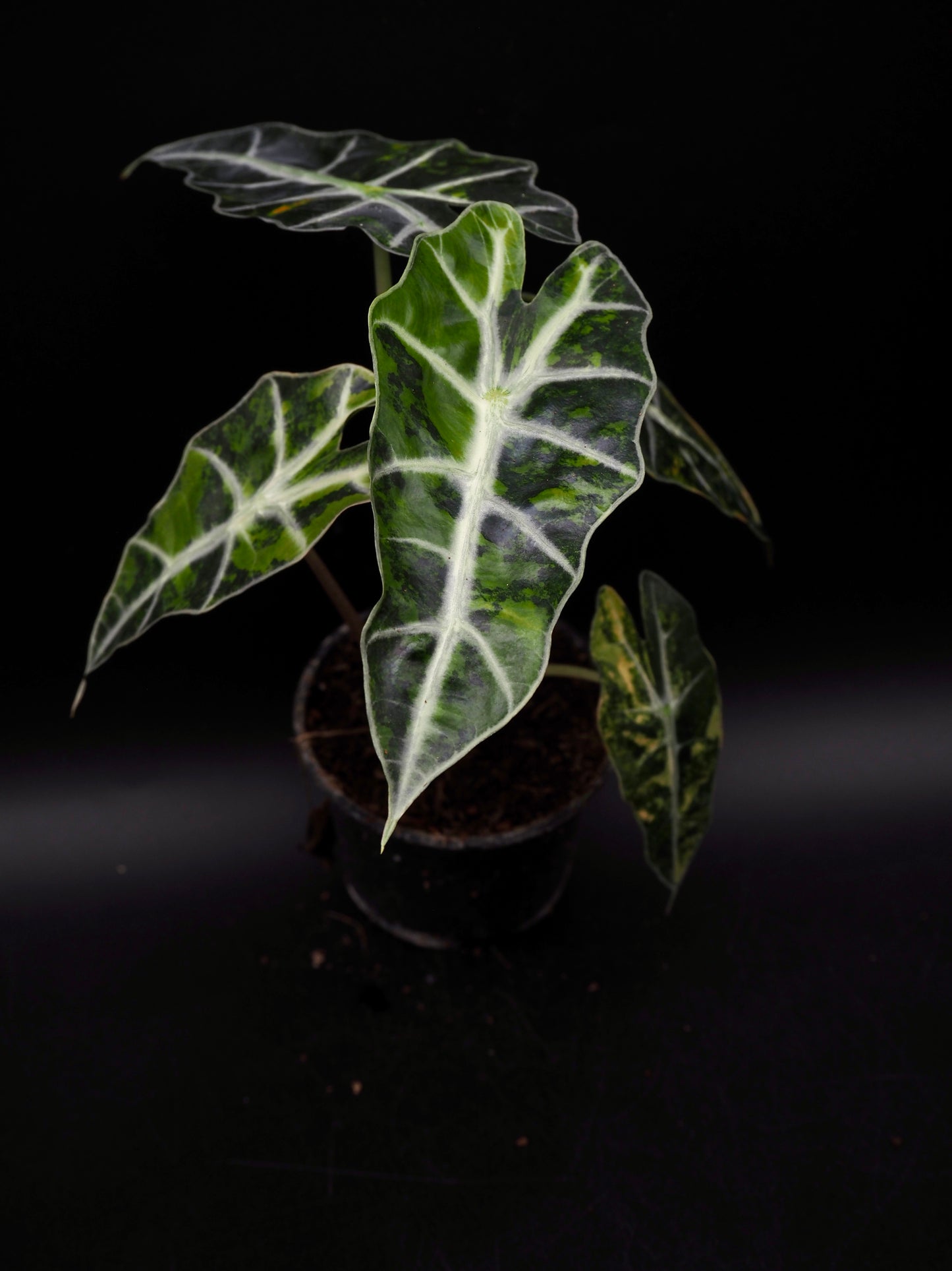 Alocasia Polly Aurea