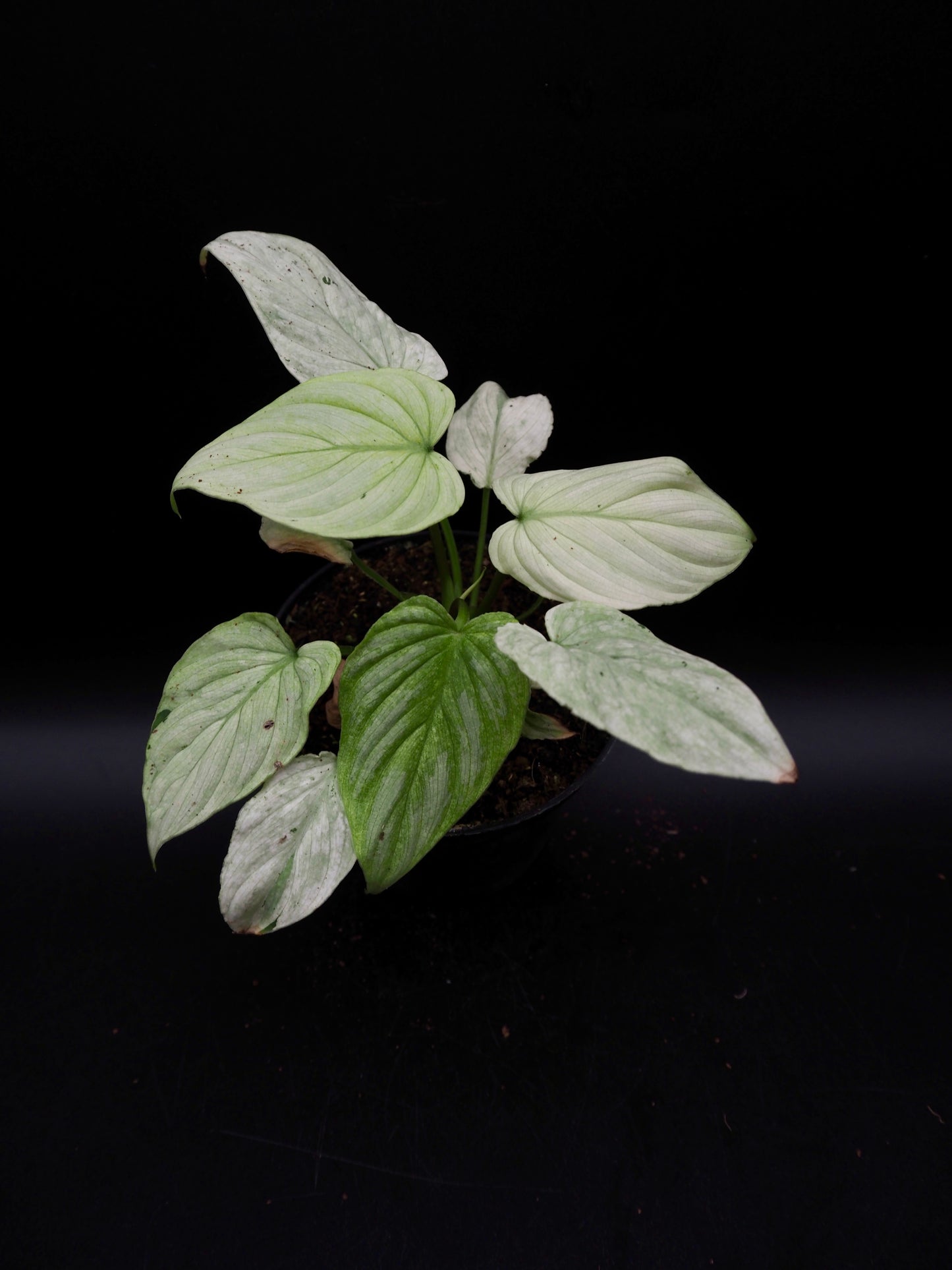 Philodendron Mamei Variegata