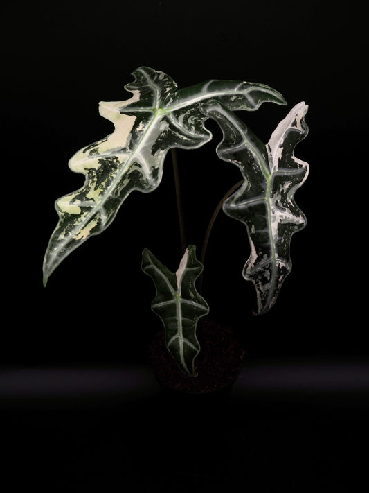 Alocasia Nobilis Pink