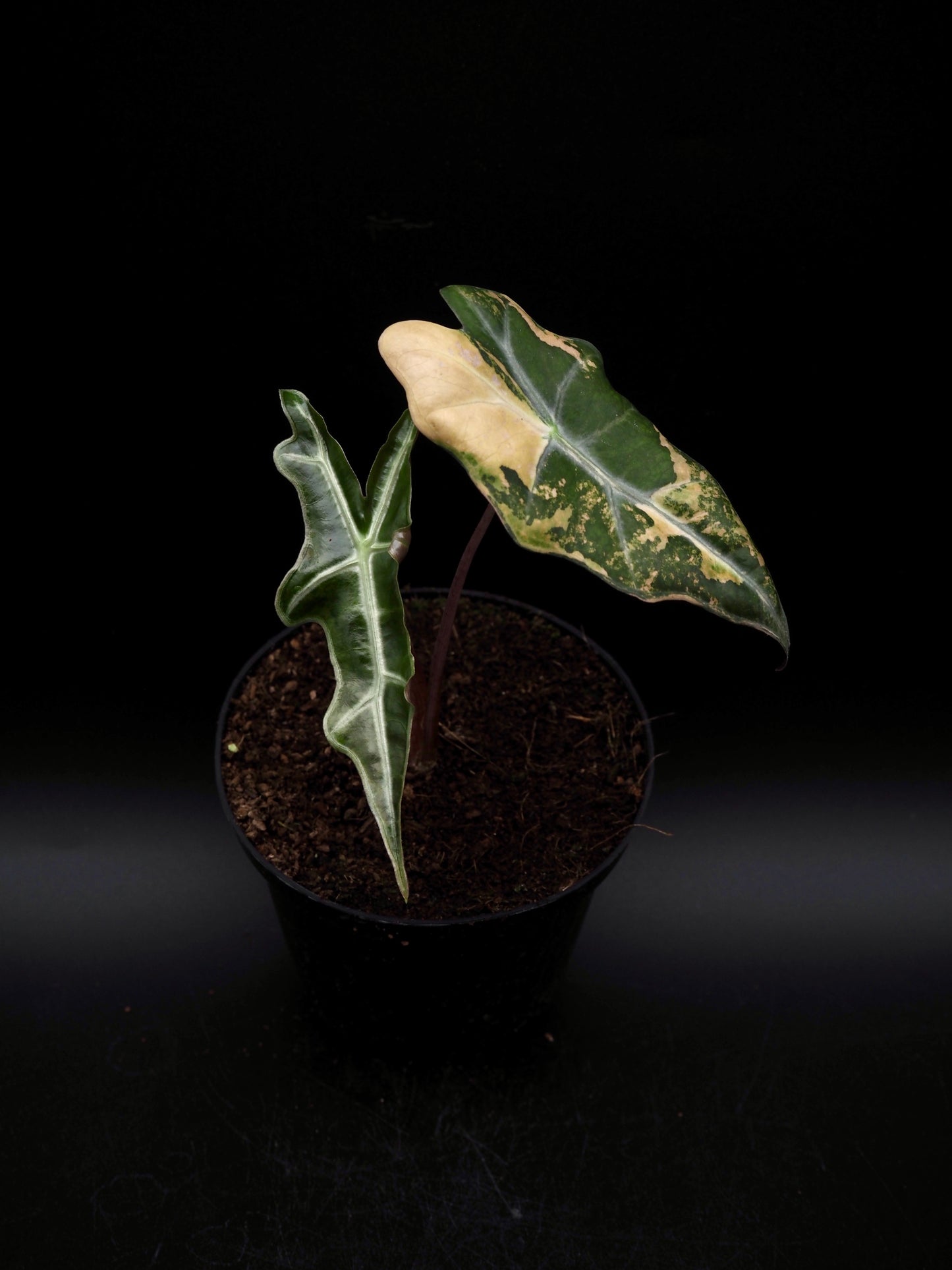 Alocasia Nobilis Aurea