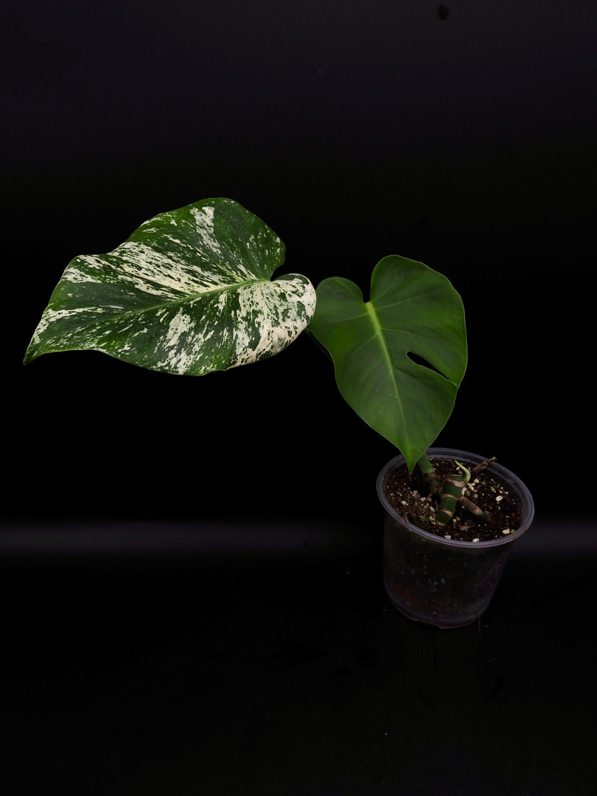 Monstera Deliciosa Monstre Blanc