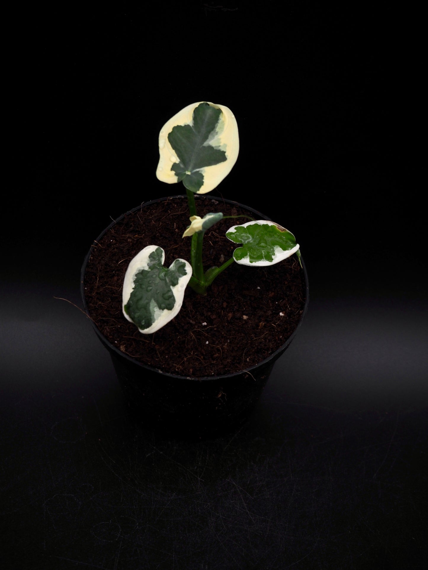 Colocasia Mickey Mouse