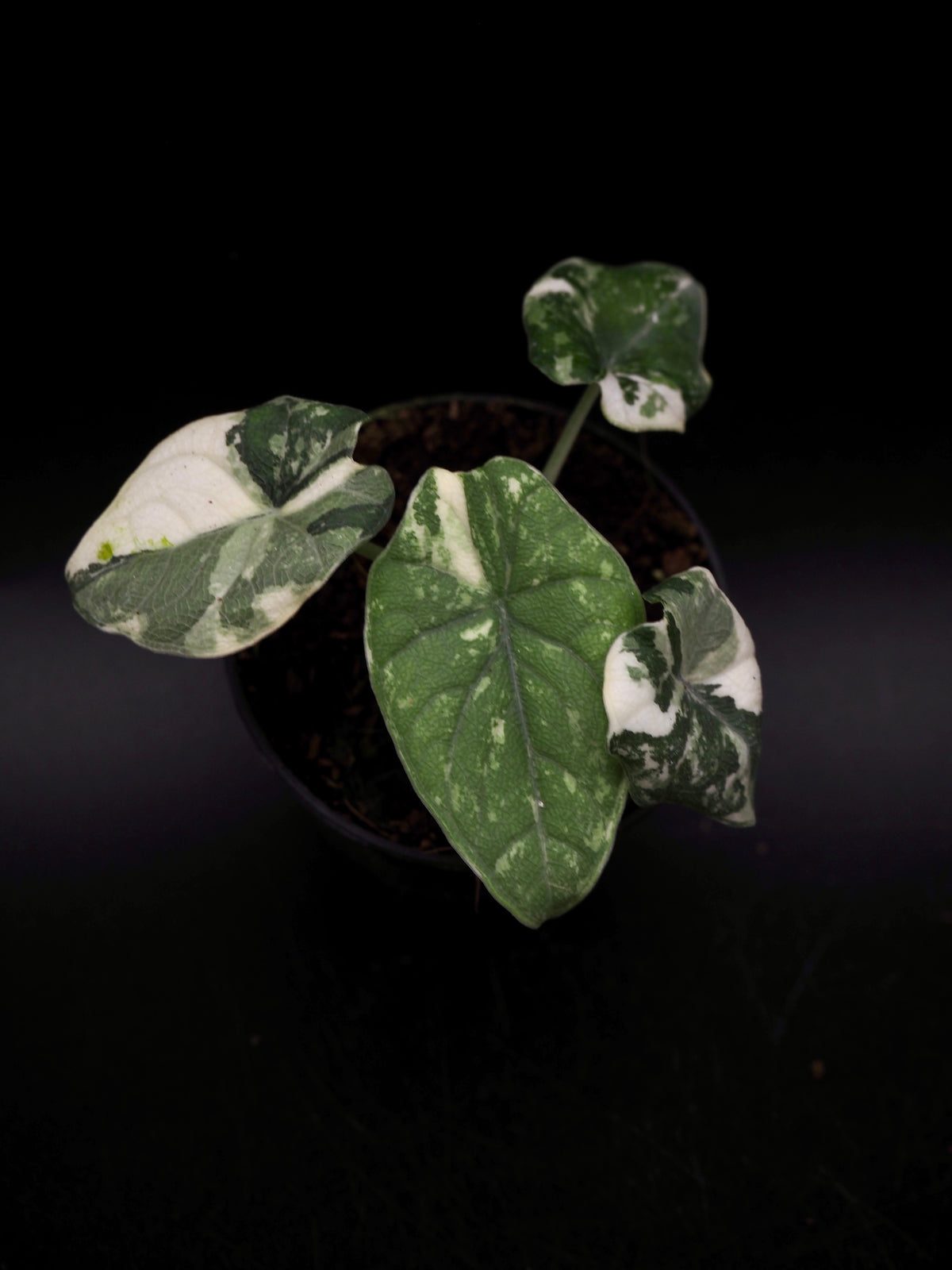 Alocasia Melo Albo Variegata