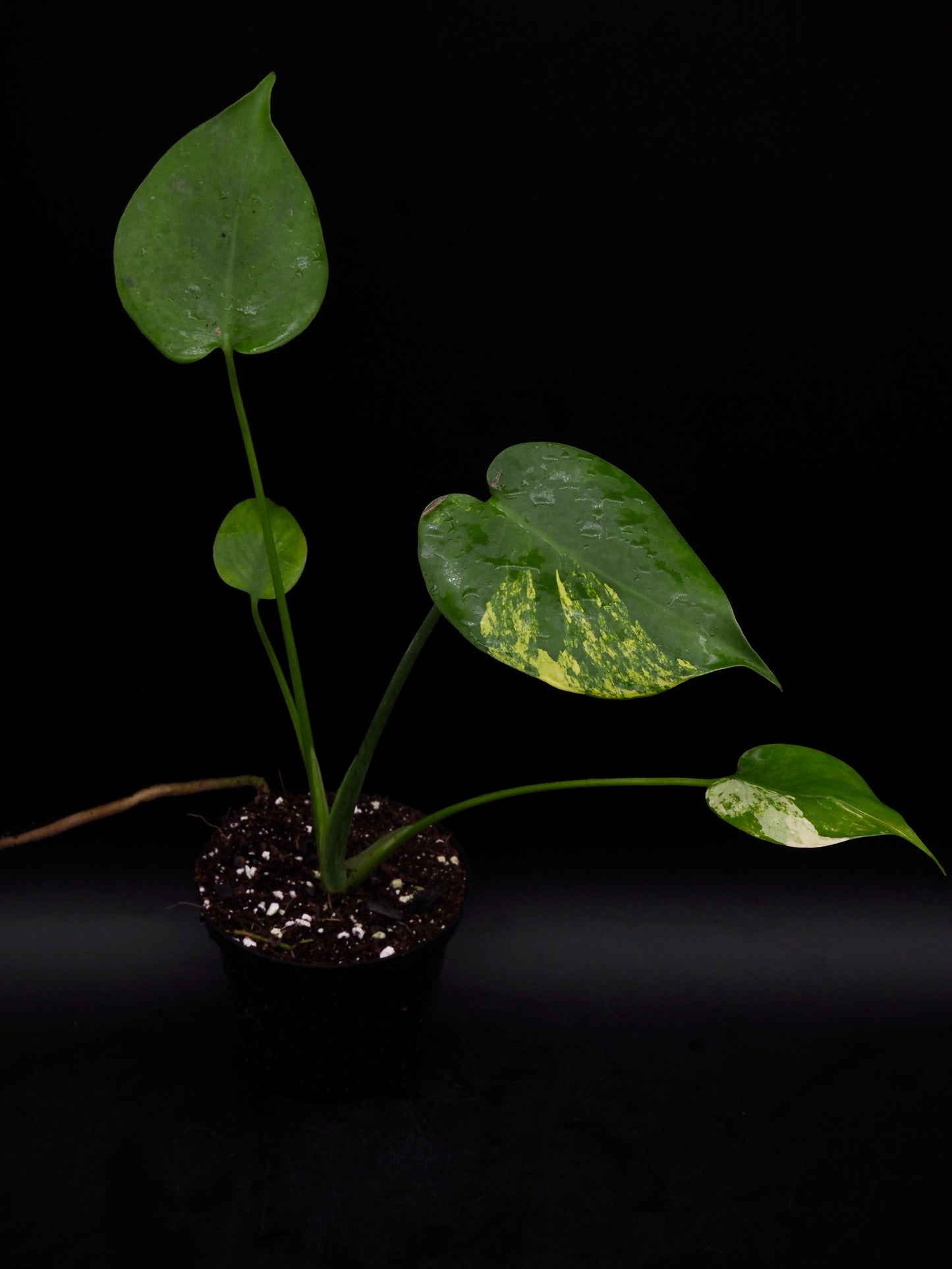 Monstera Yellow Marylin