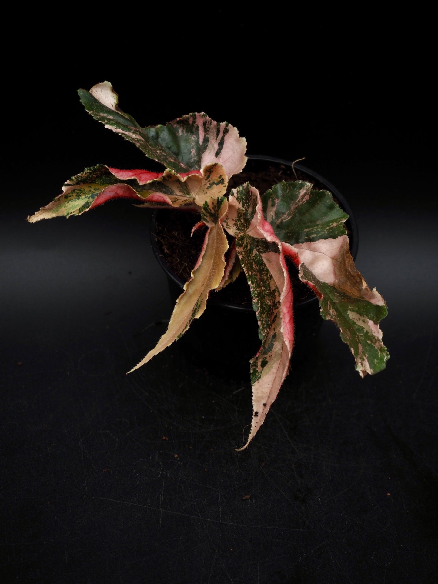 Begonia Ginny Galaxy