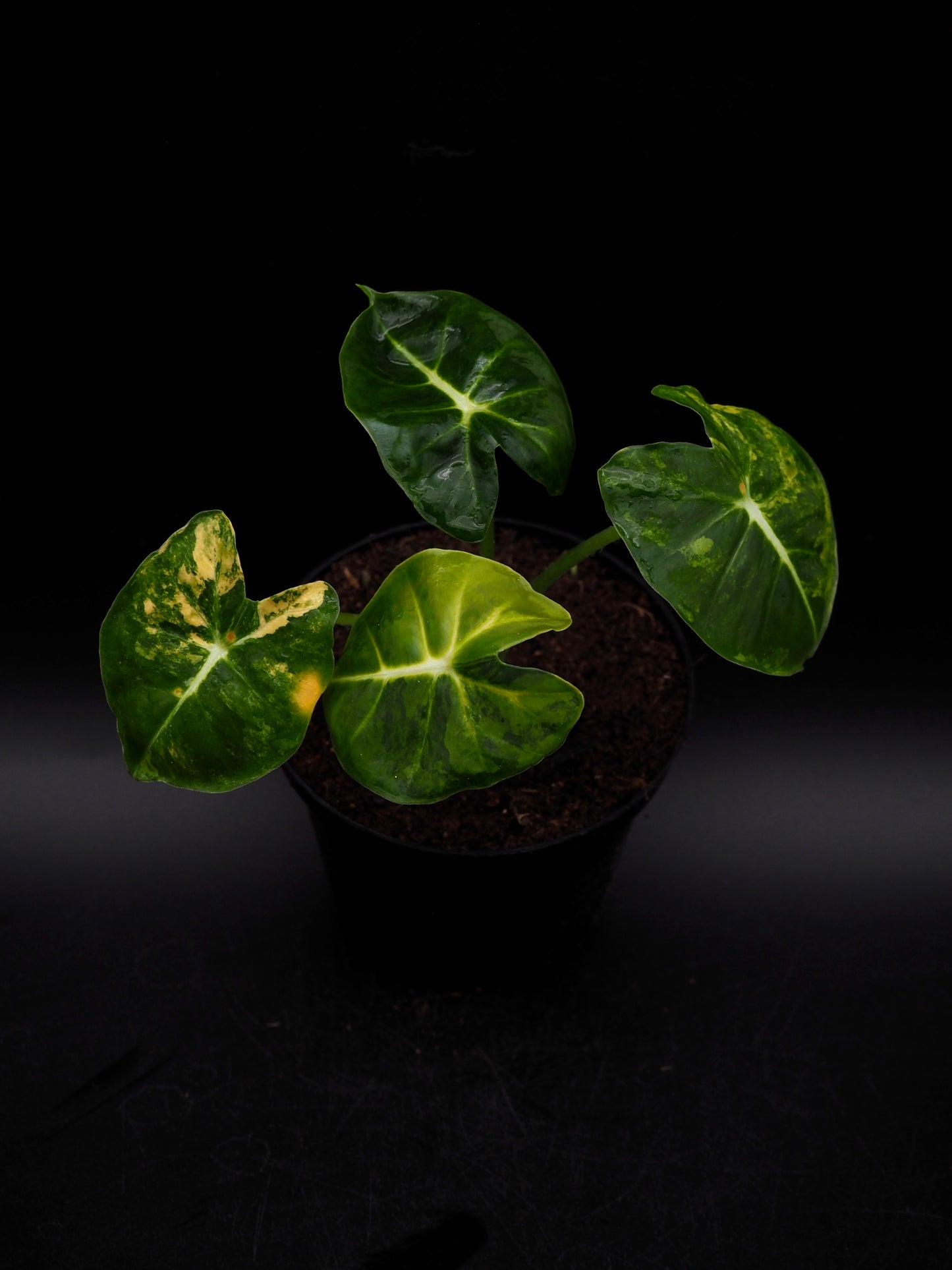 Alocasia Frydek Dorayaki