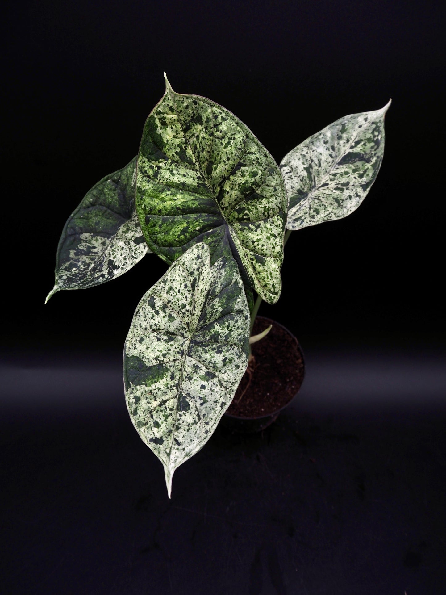 Alocasia Dragon Scale Menthe Variegata
