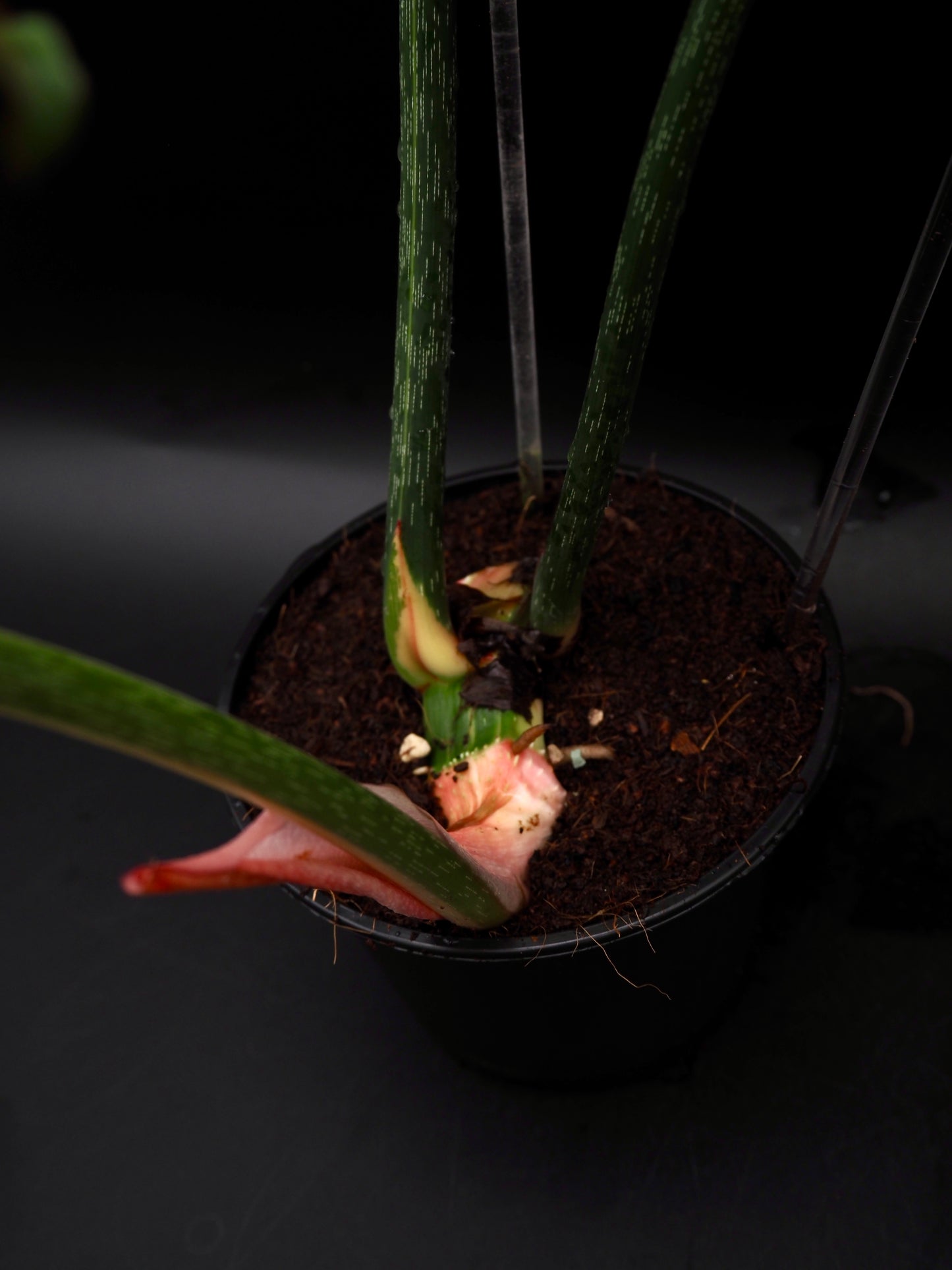 Philodendron Gloriosum Albo Variegata