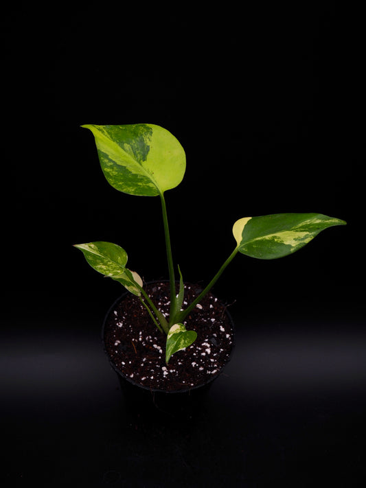 Monstera Yellow Marylin