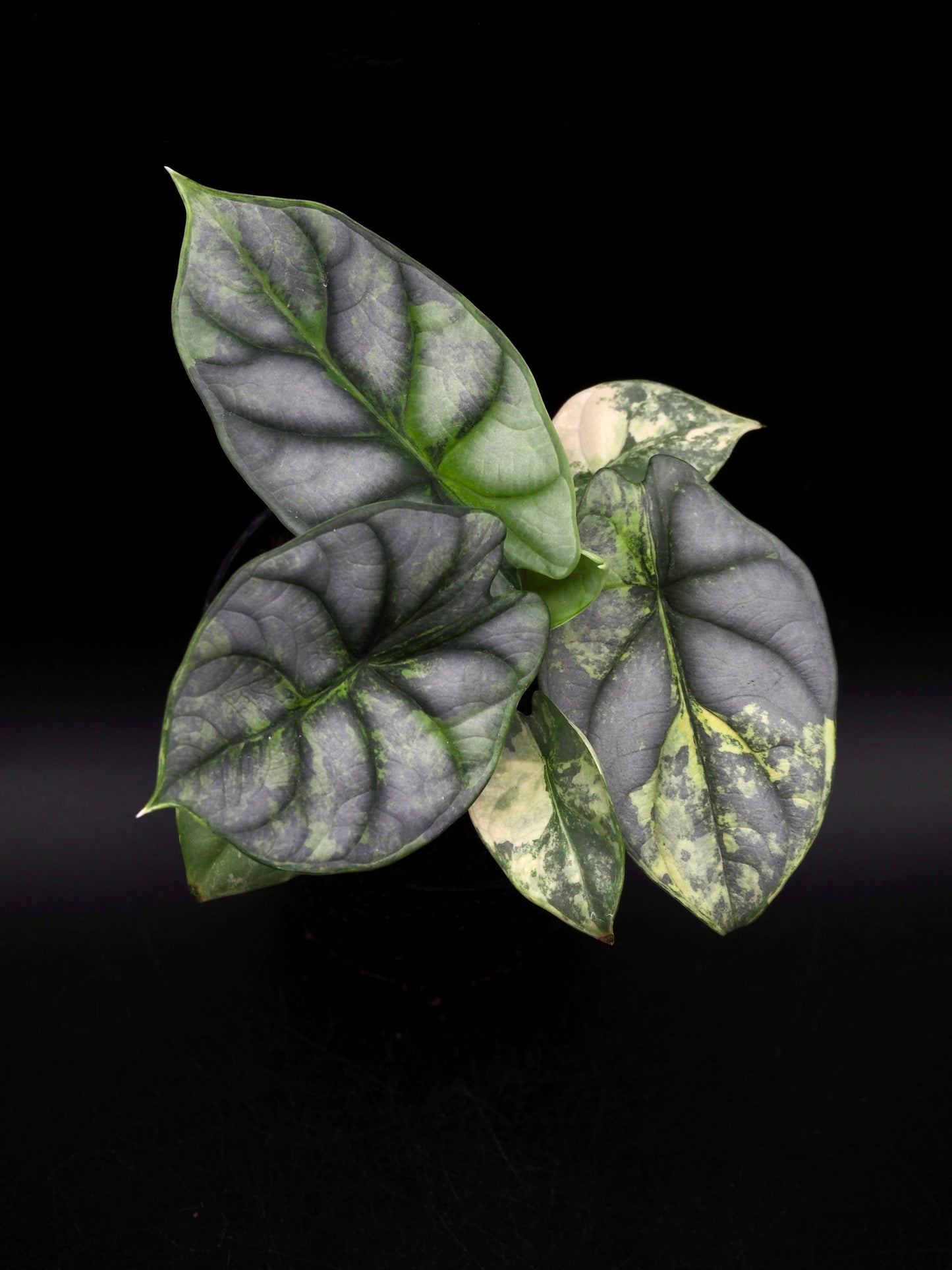 Alocasia Silver Dragon Aurea
