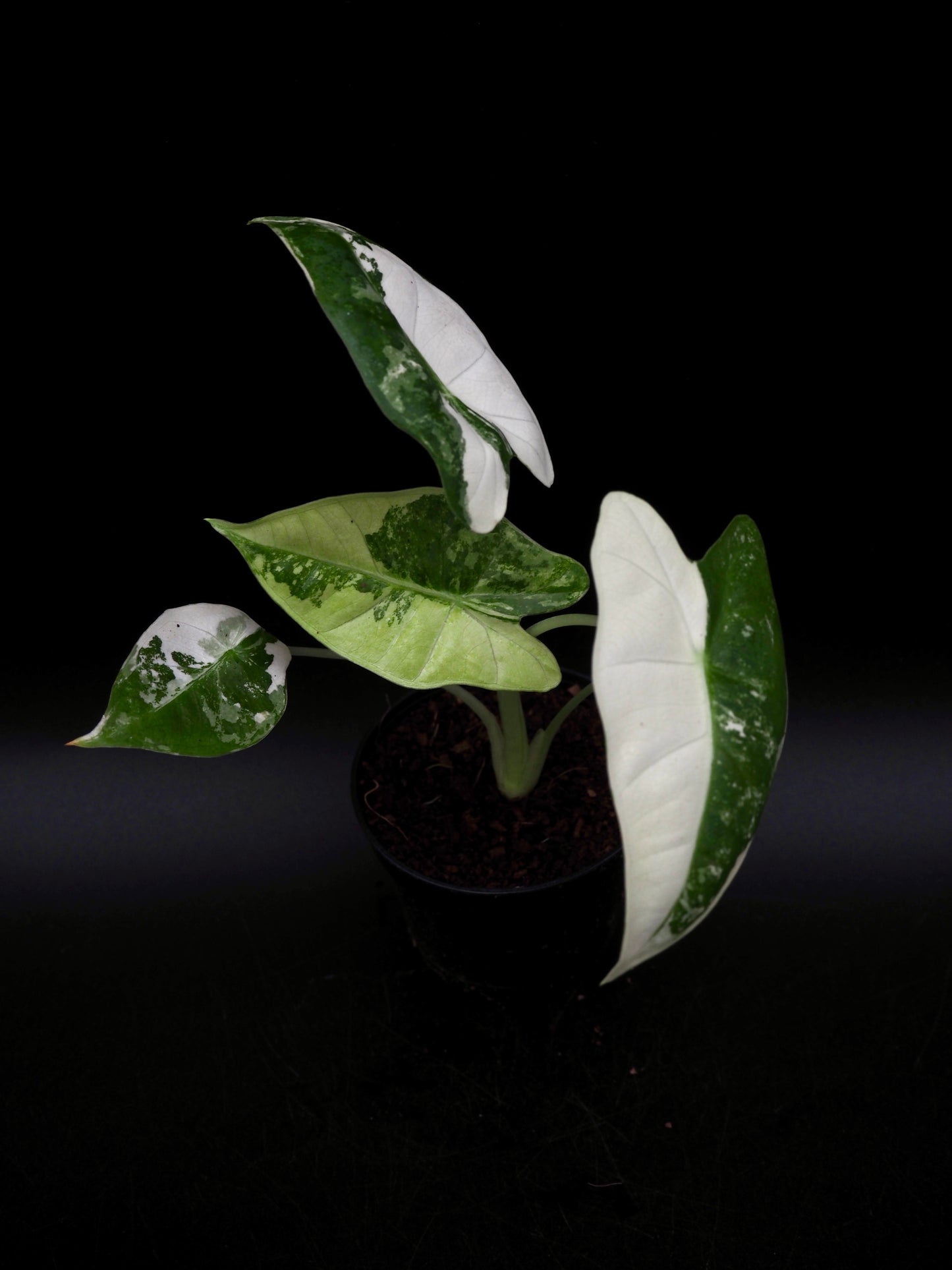 Alocasia Frydek Variegata