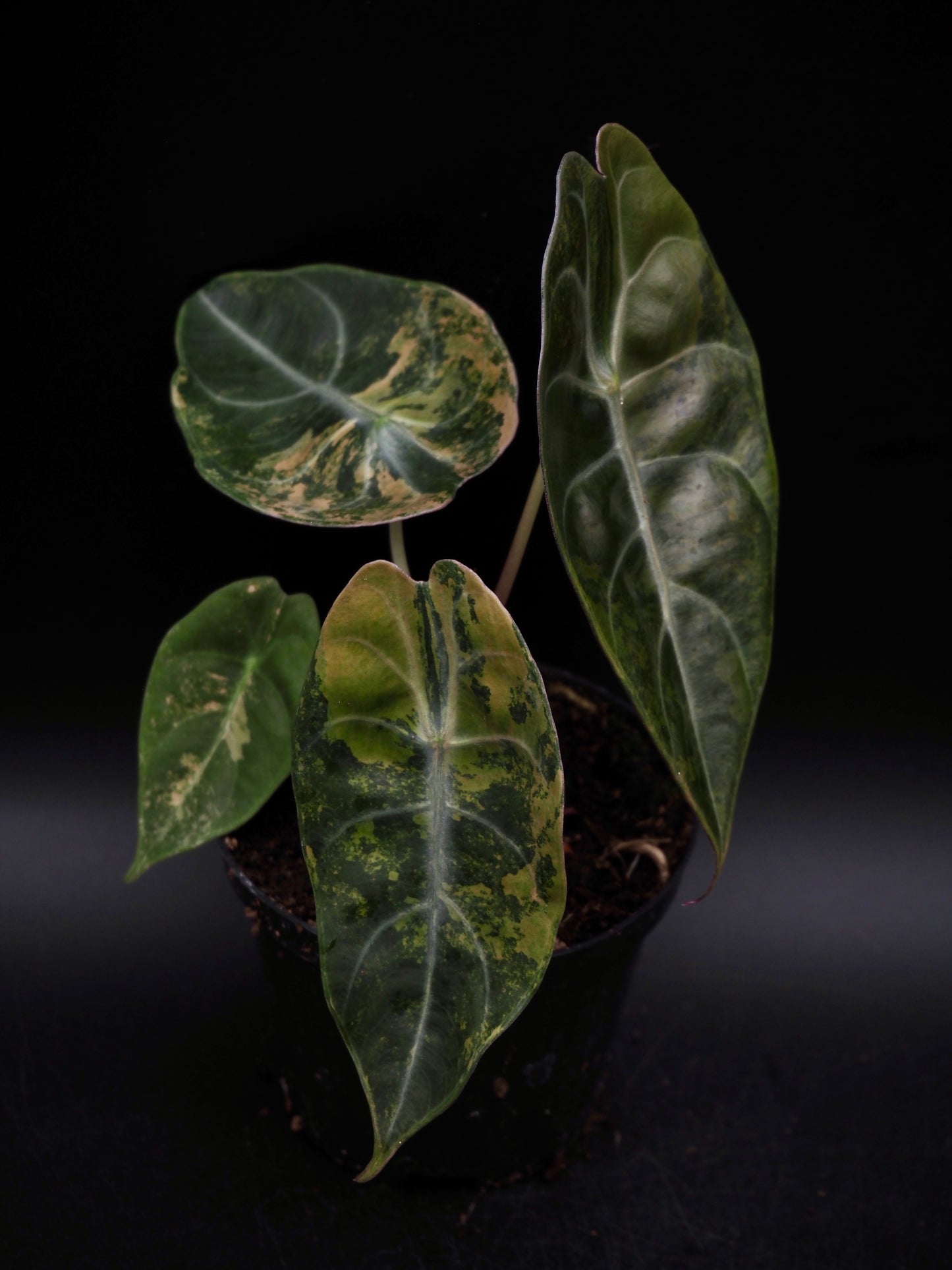 Alocasia Sedenii Aurea