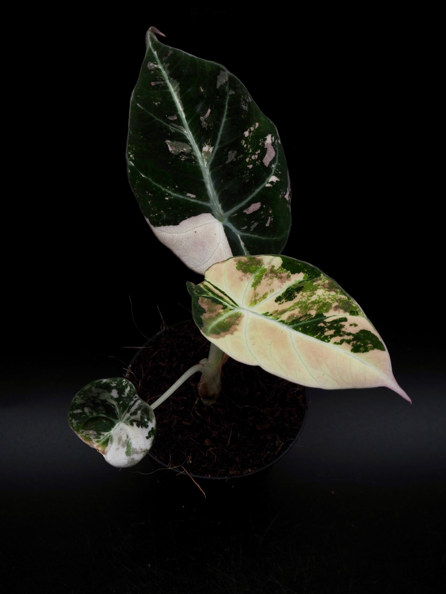 Alocasia Black Velvet Pink