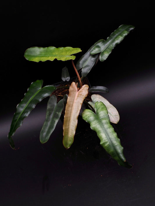 Philodendron Billietiae x Atabapoense menthe bleu gris Variegata