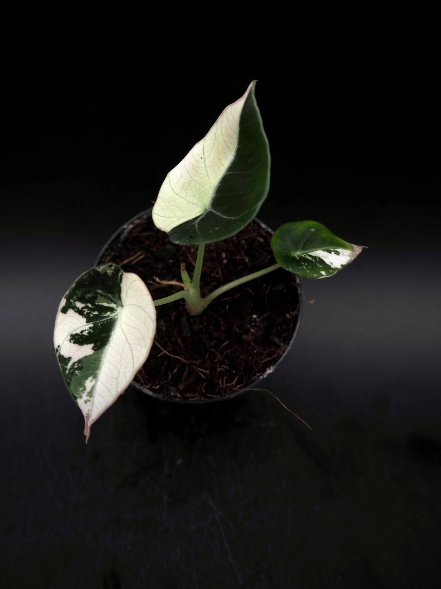 Alocasia Black Velvet Pink