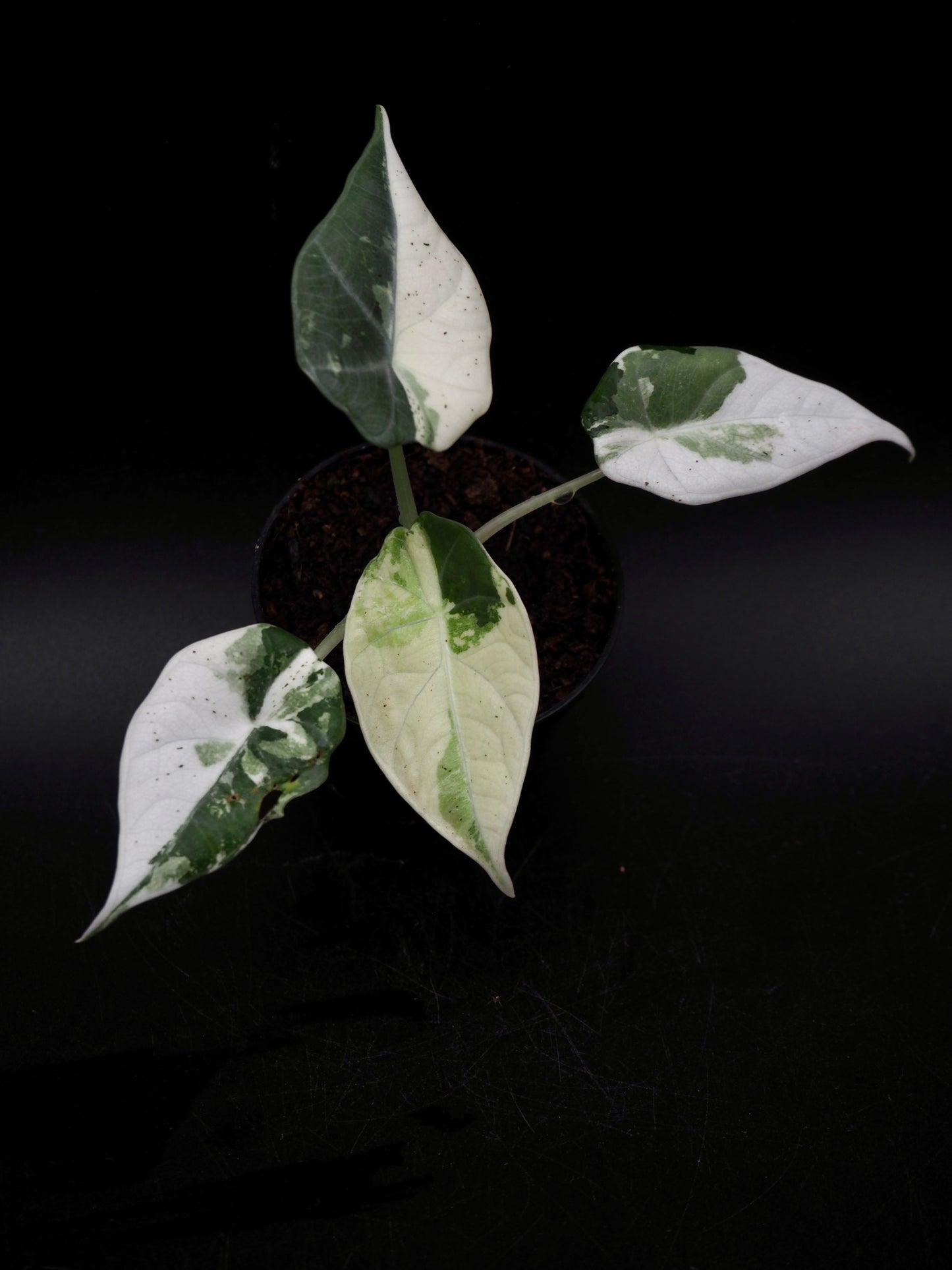 Alocasia Maharani Albo Variegata