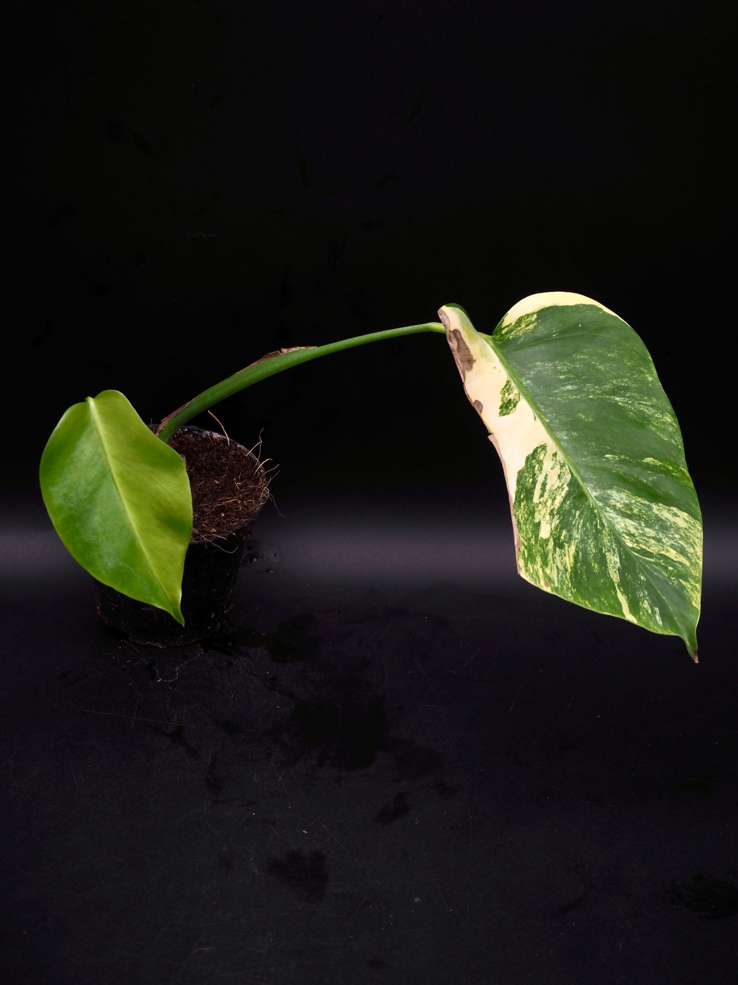 Monstera Borsigiana Aurea Variegata