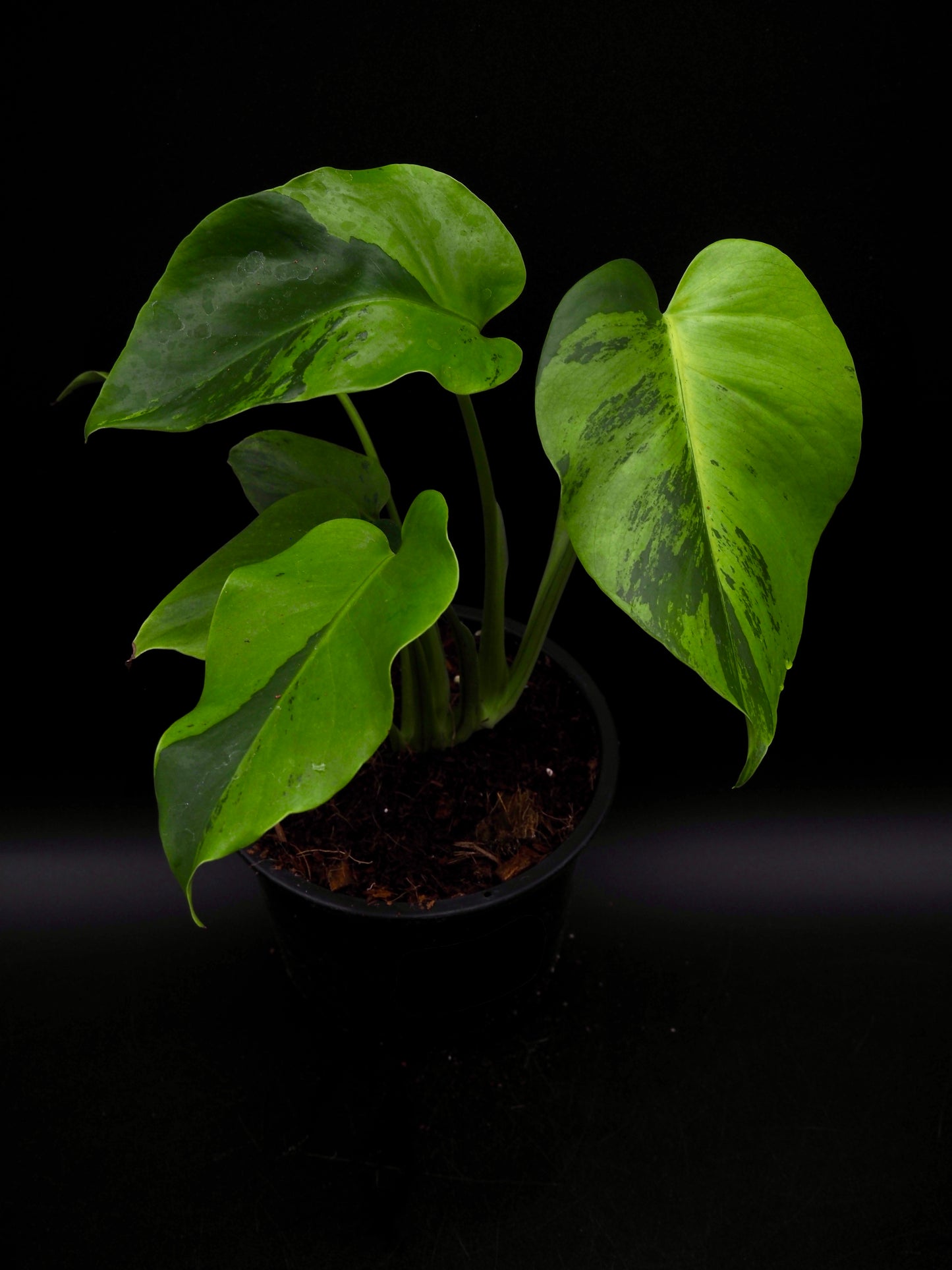 Monstera Light Lime
