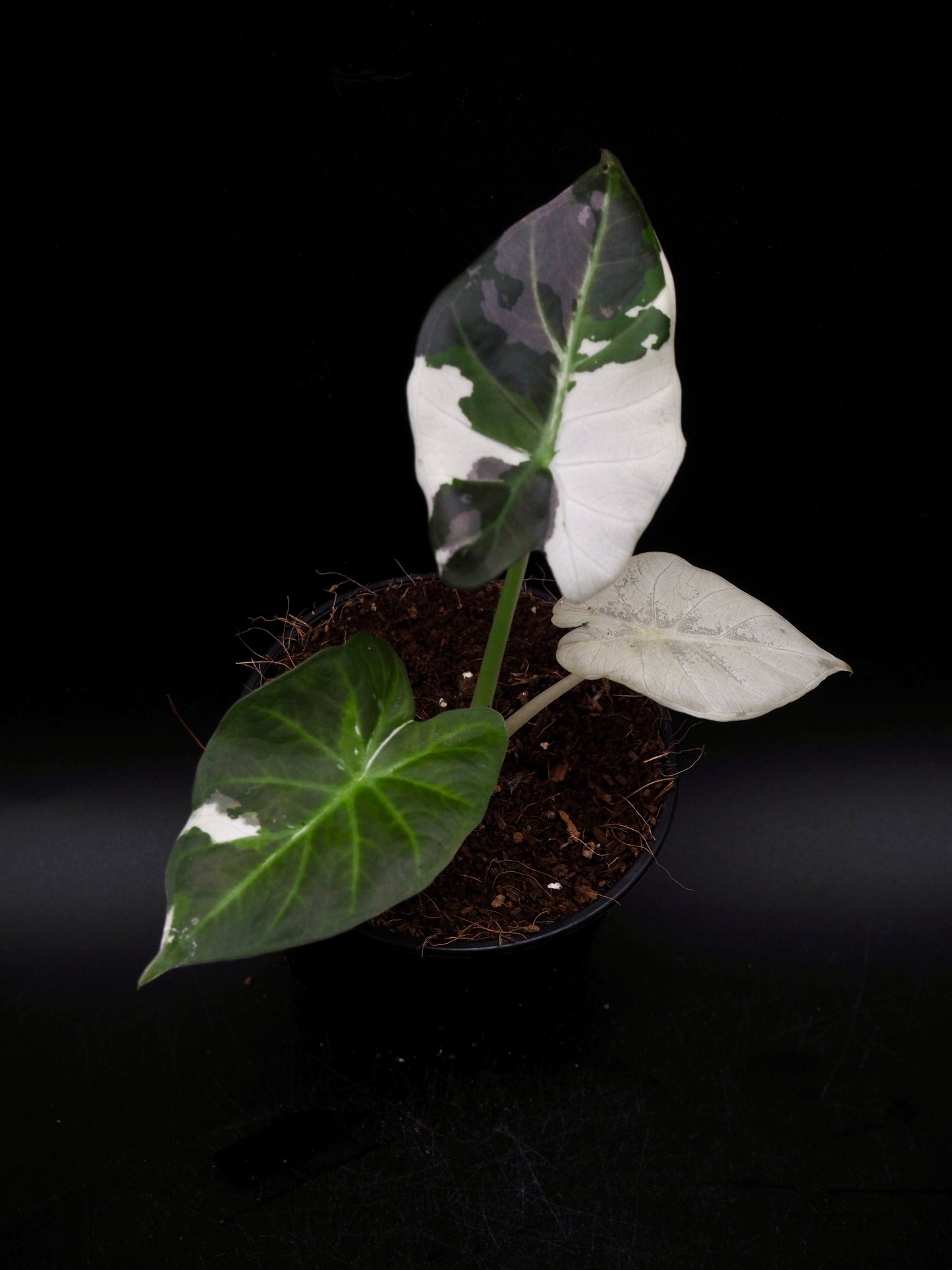 Alocasia Regal Shield Albo