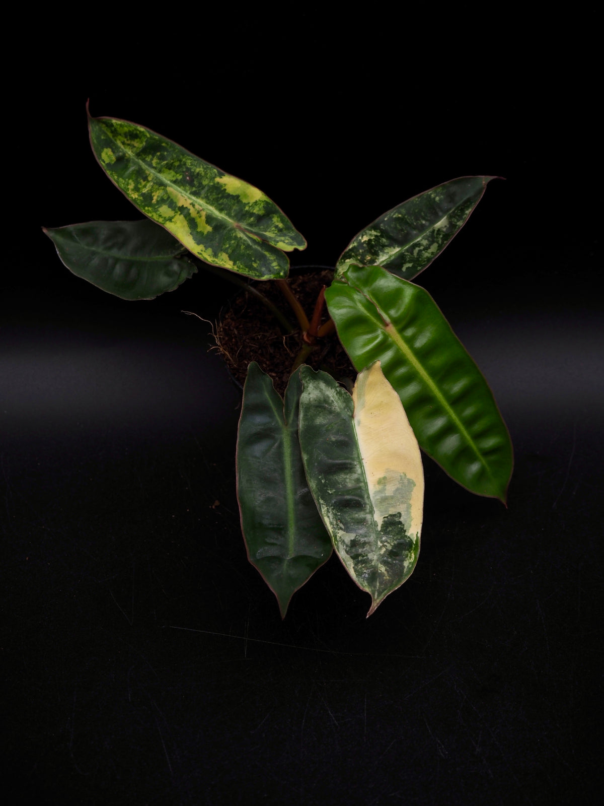Philodendron Billietiae Variegata
