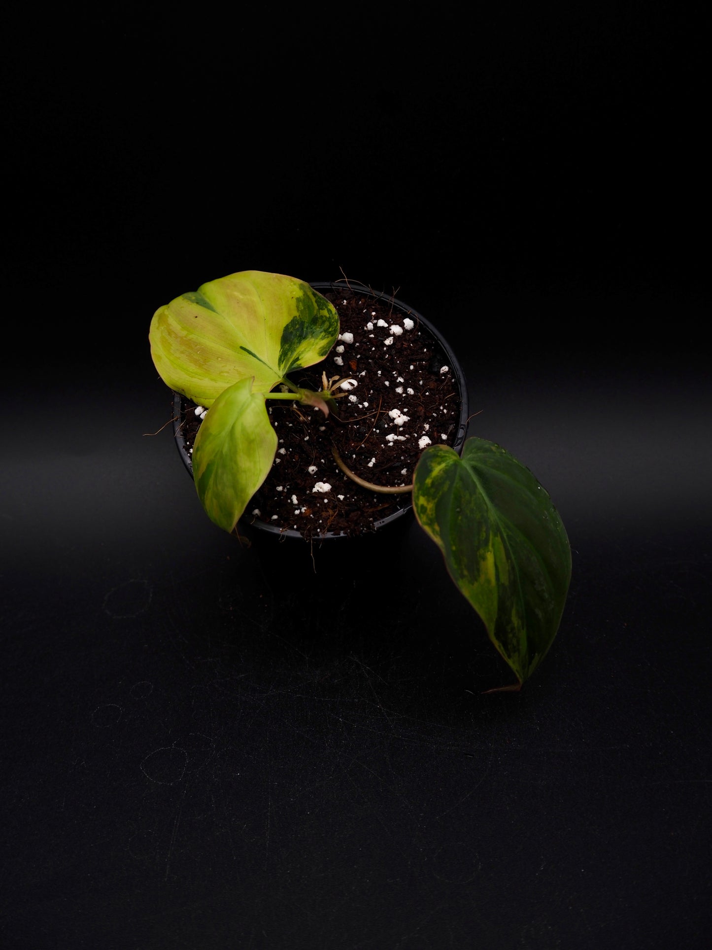 Philodendron Micans Variegata