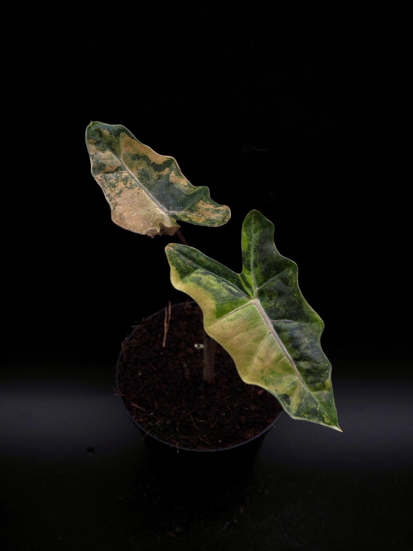 Alocasia Pseudo Sanderian Aurea