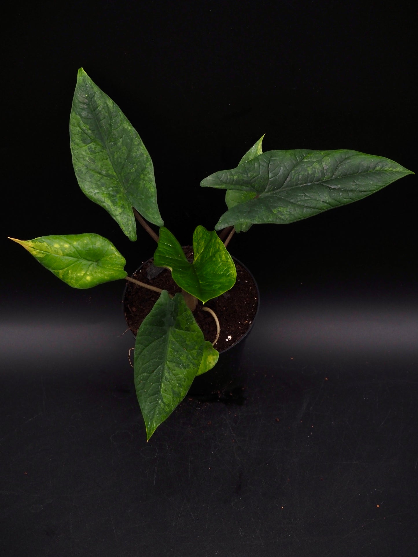 Alocasia Scalprum Aurea