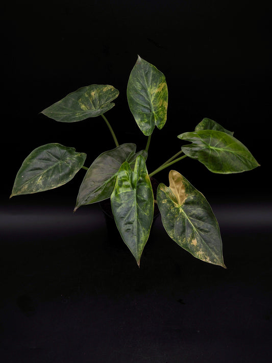 Alocasia Wentii Sunset Aurea