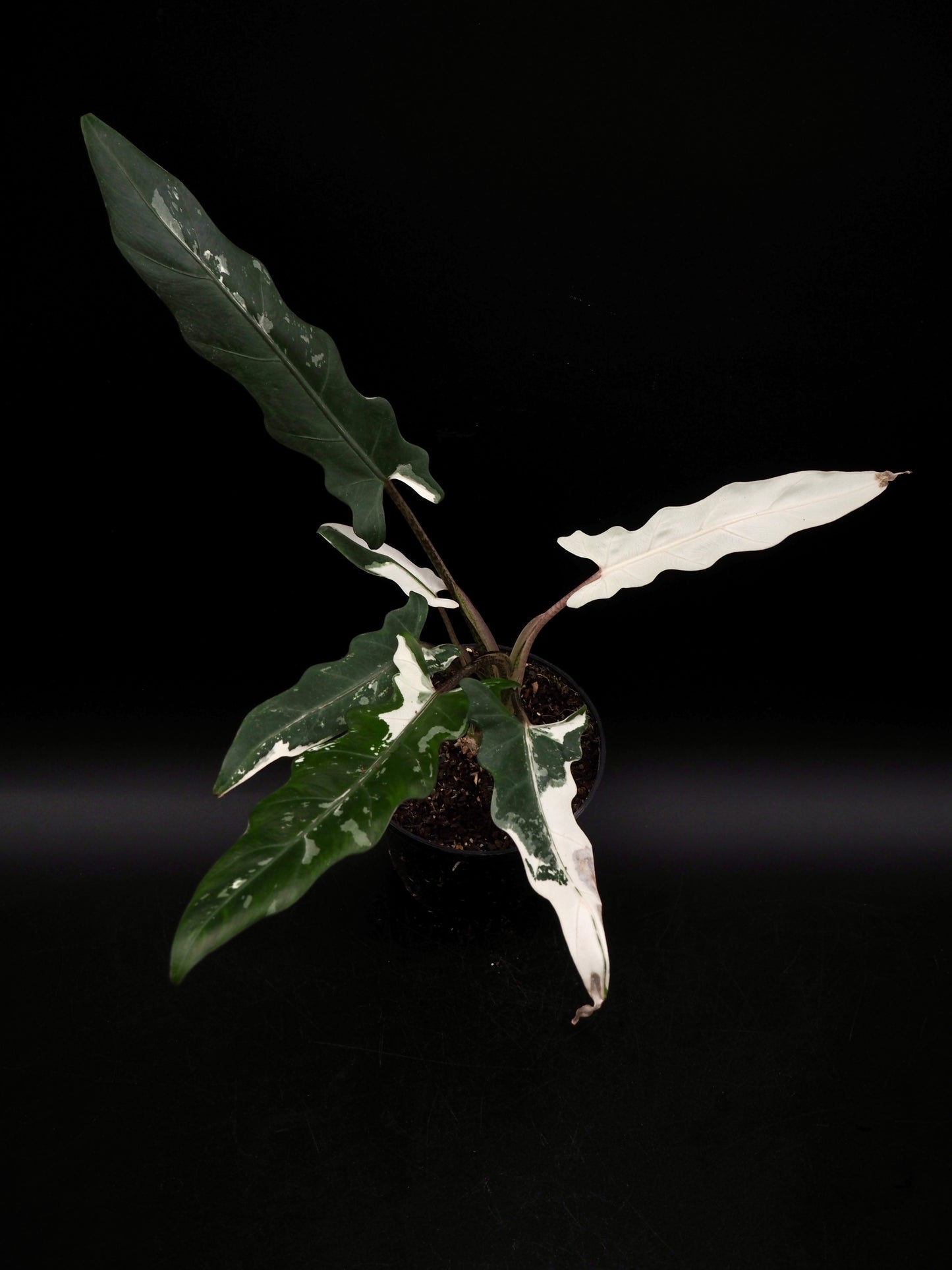 Alocasia Lauterbachiana Albo Variegata