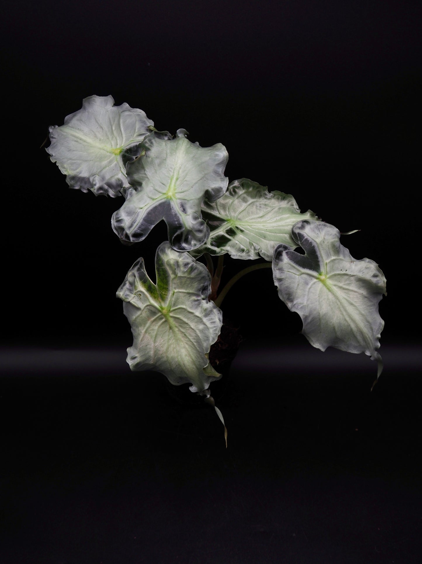 Venin d'Alocasia