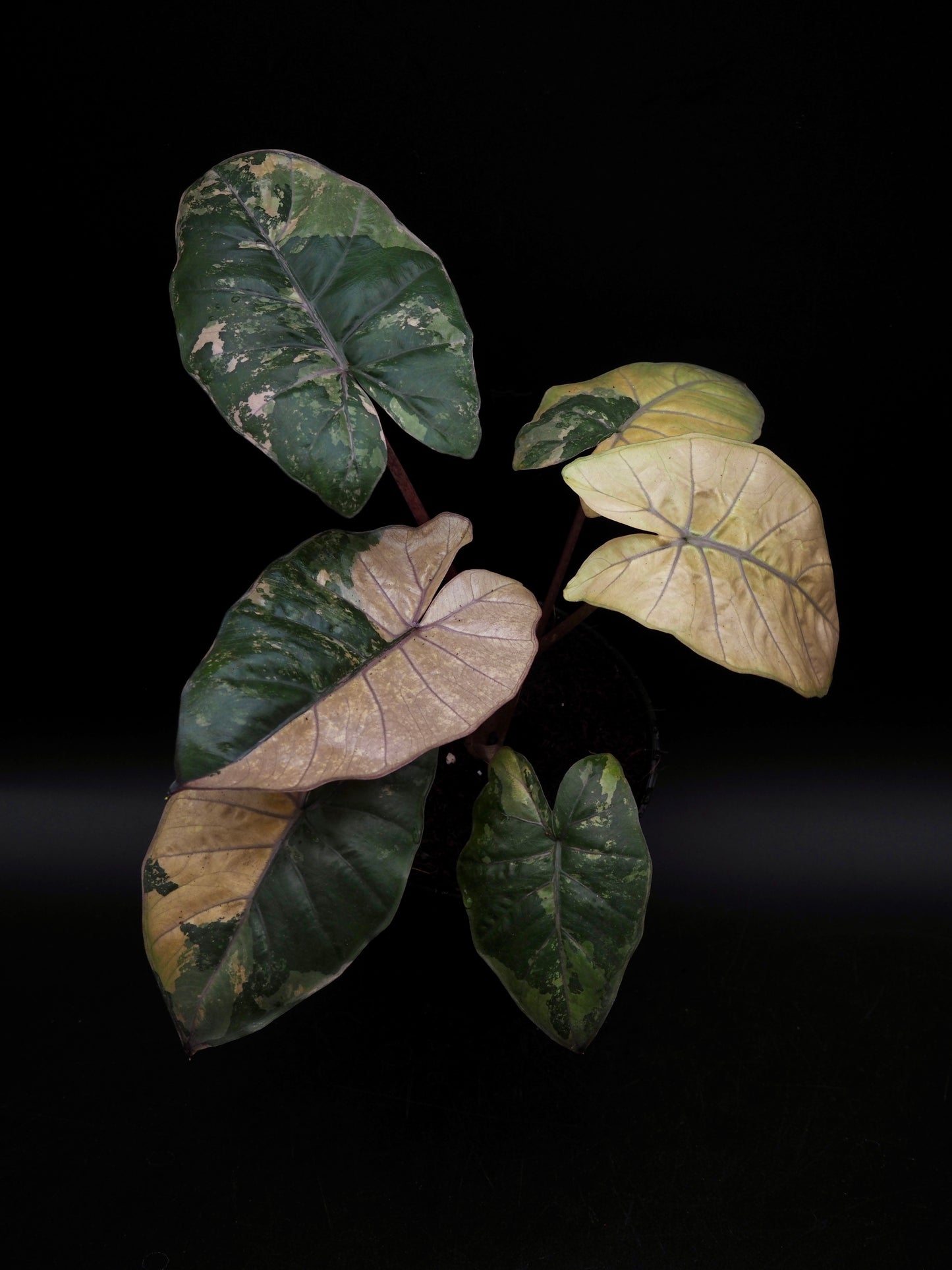 Alocasia Yucatan Princess Pink